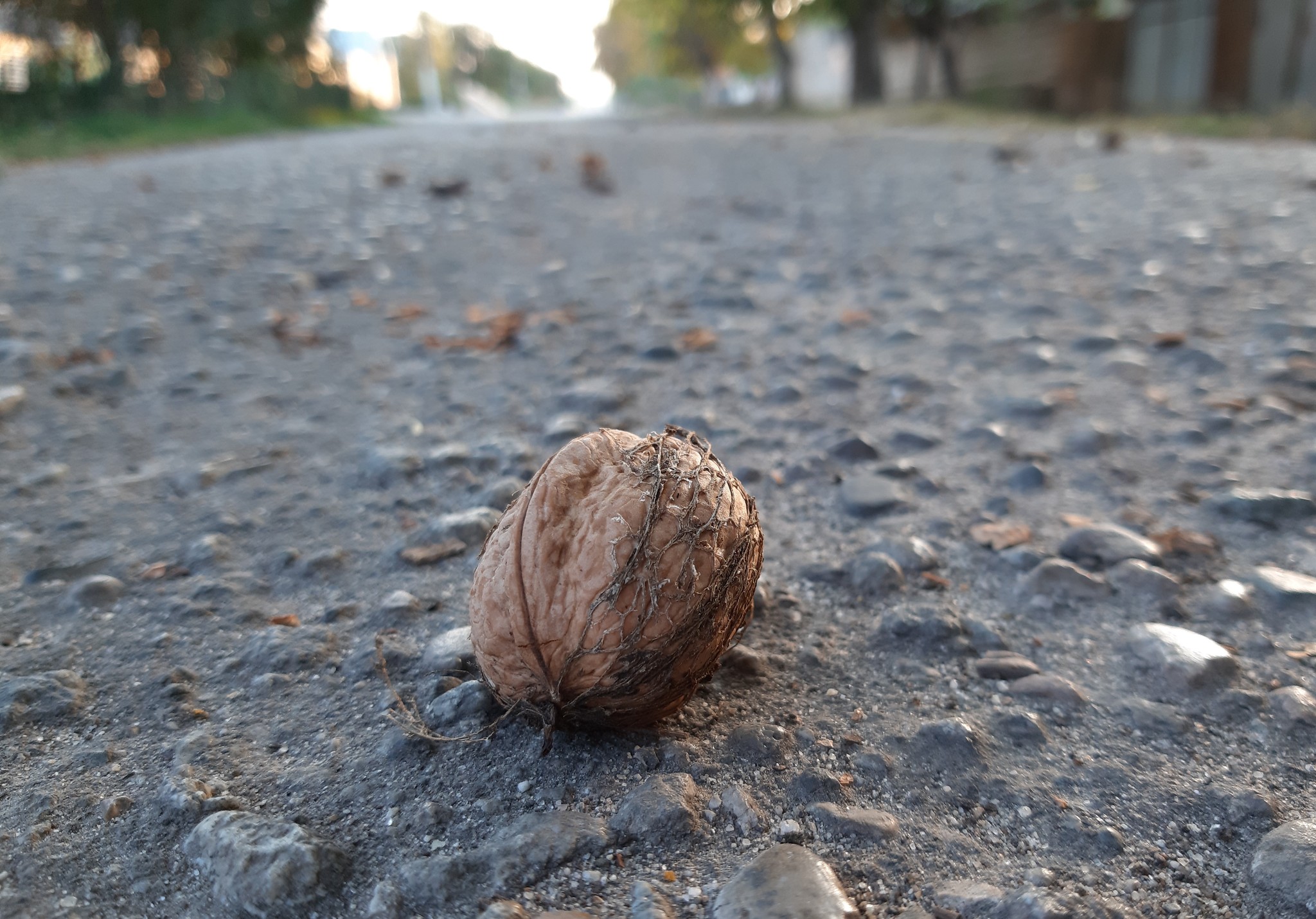 Do you pick up food outside? - Question, Walnuts, Food