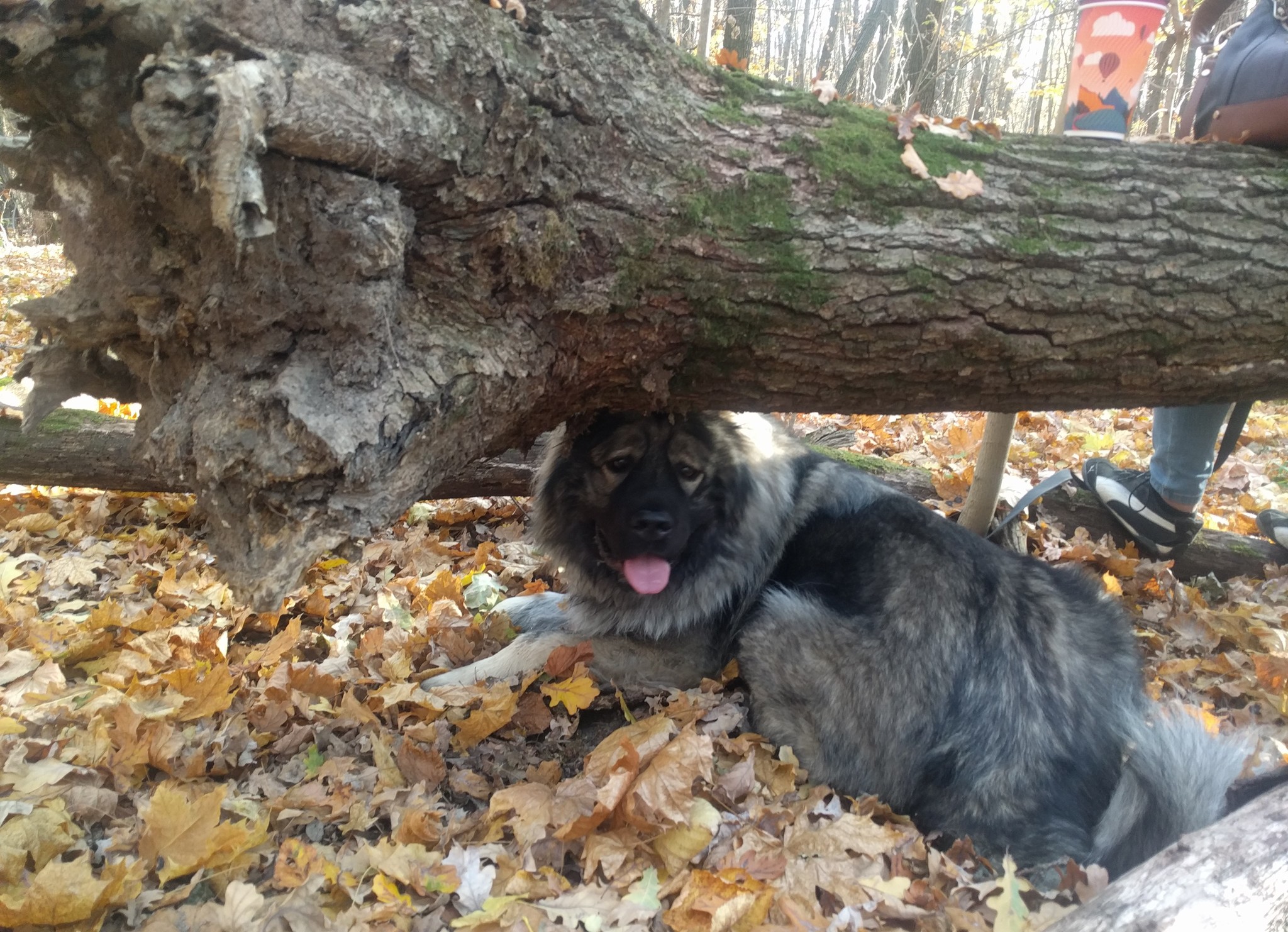 Kraken in the autumn forest - My, Dog, Autumn, Caucasian Shepherd Dog, Caucasians, Longpost