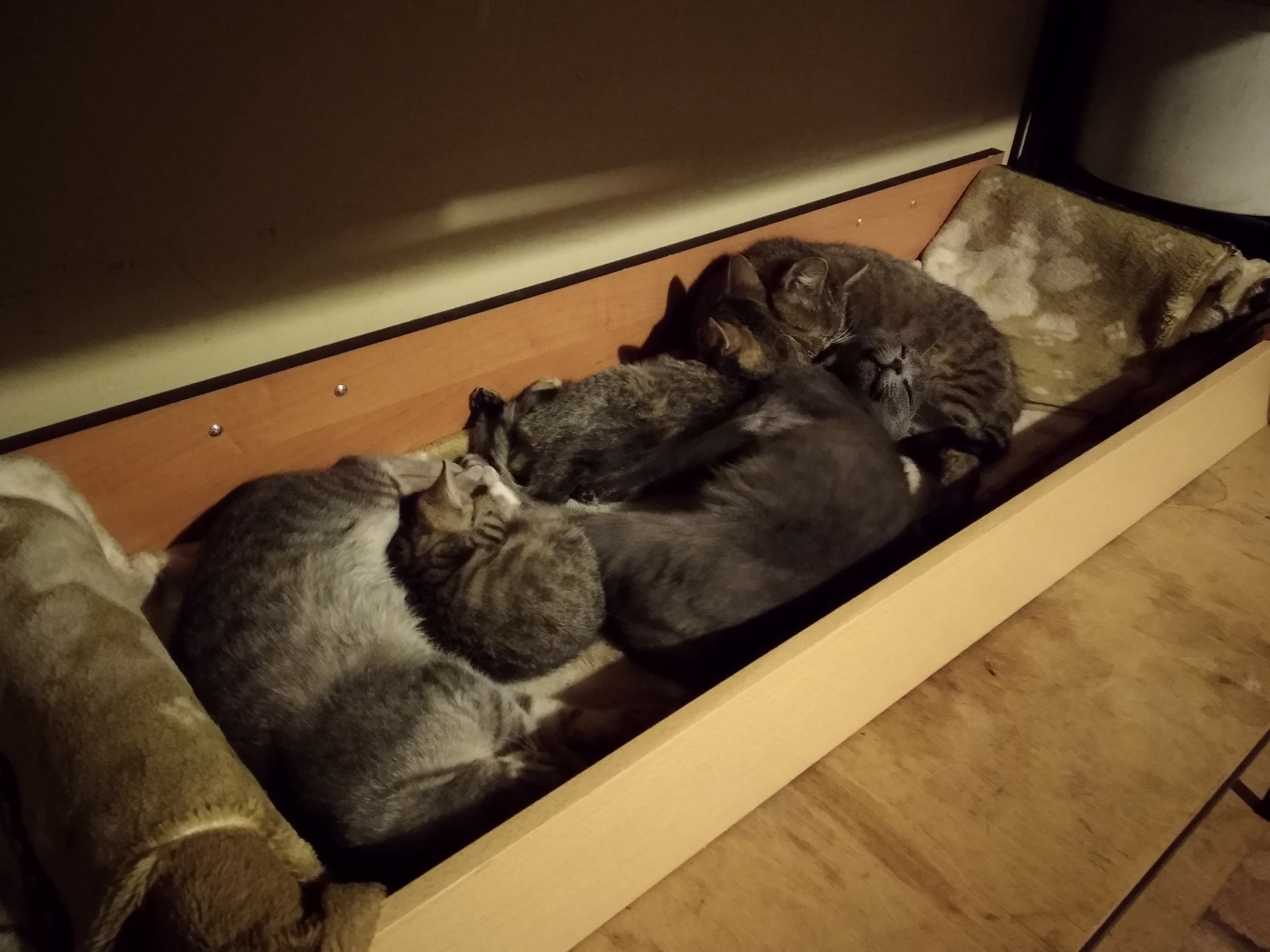 Catbox. - My, cat, Catomafia, Kittens, Box, Longpost, Pets