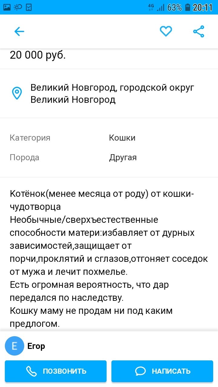 Котёнок от кошки-чудотворца | Пикабу