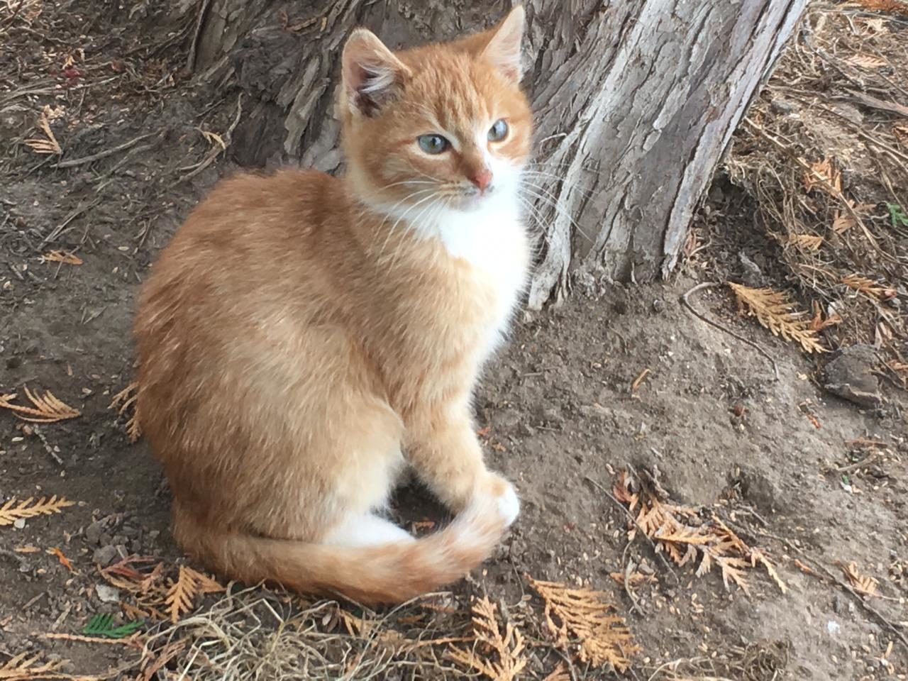 Red kittens are in good hands! - cat, Moscow, In good hands, Homeless, Longpost, No rating