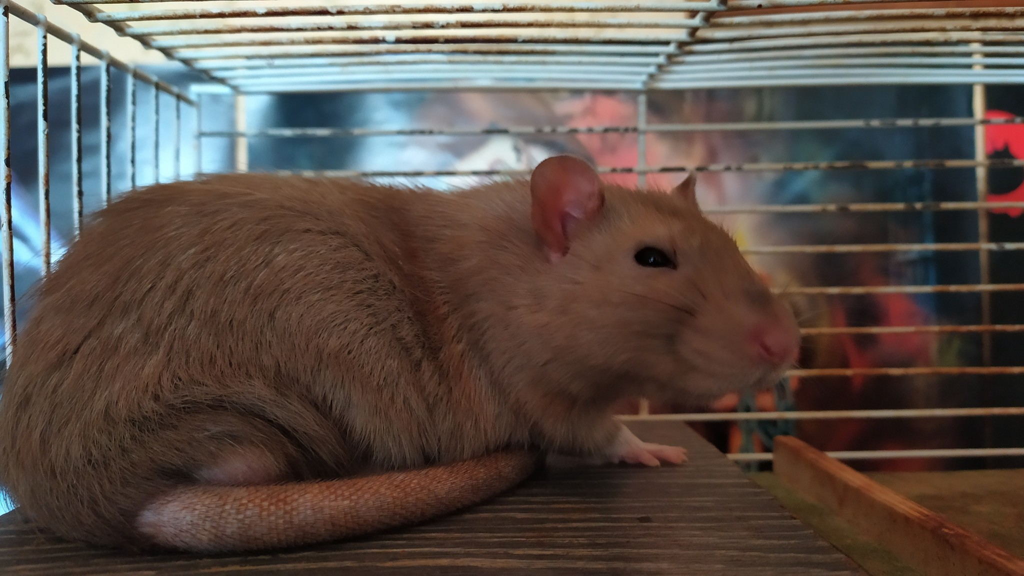 Rat everyday life #3 - My, Decorative rats, Rat, Longpost