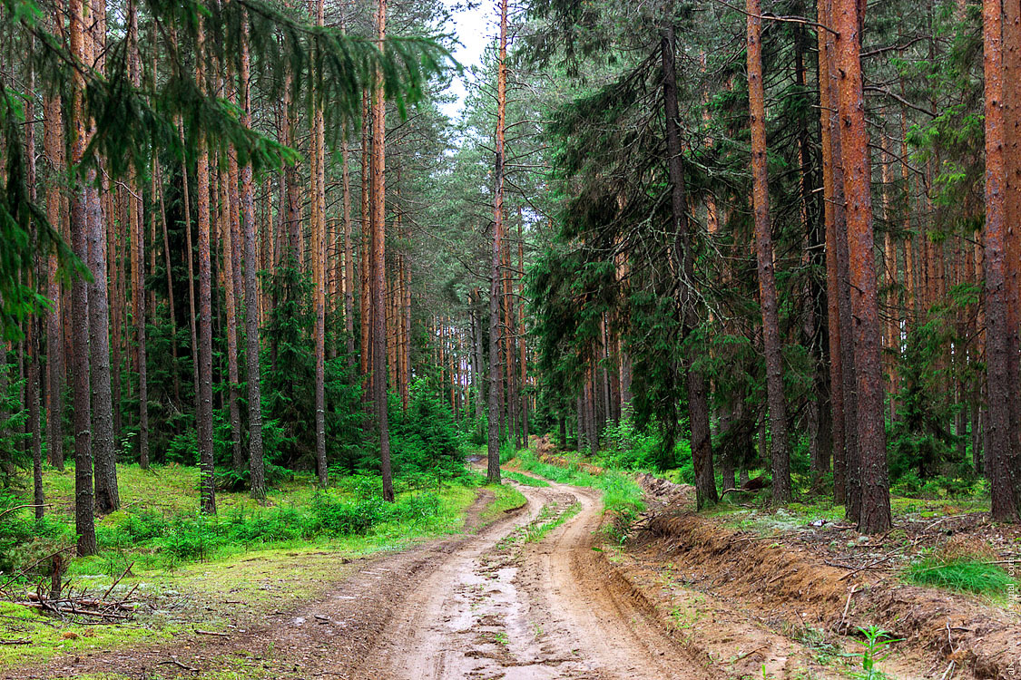 A small circle on bikes. - My, Travels, Bike ride, The photo, Kirov region, Longpost