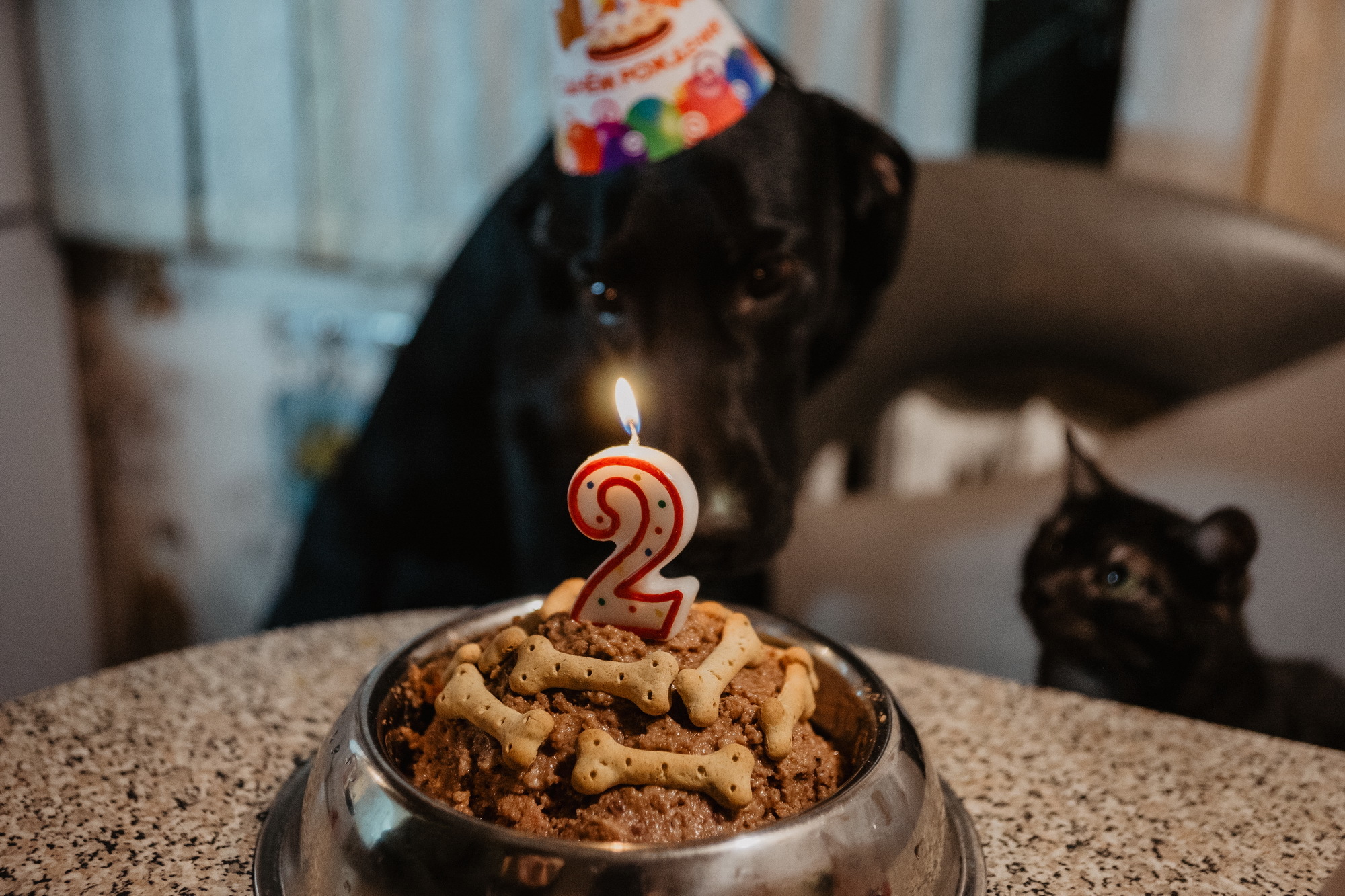 Second year. - My, Dog, cat, Birthday, Holidays, The photo, Mat, Longpost