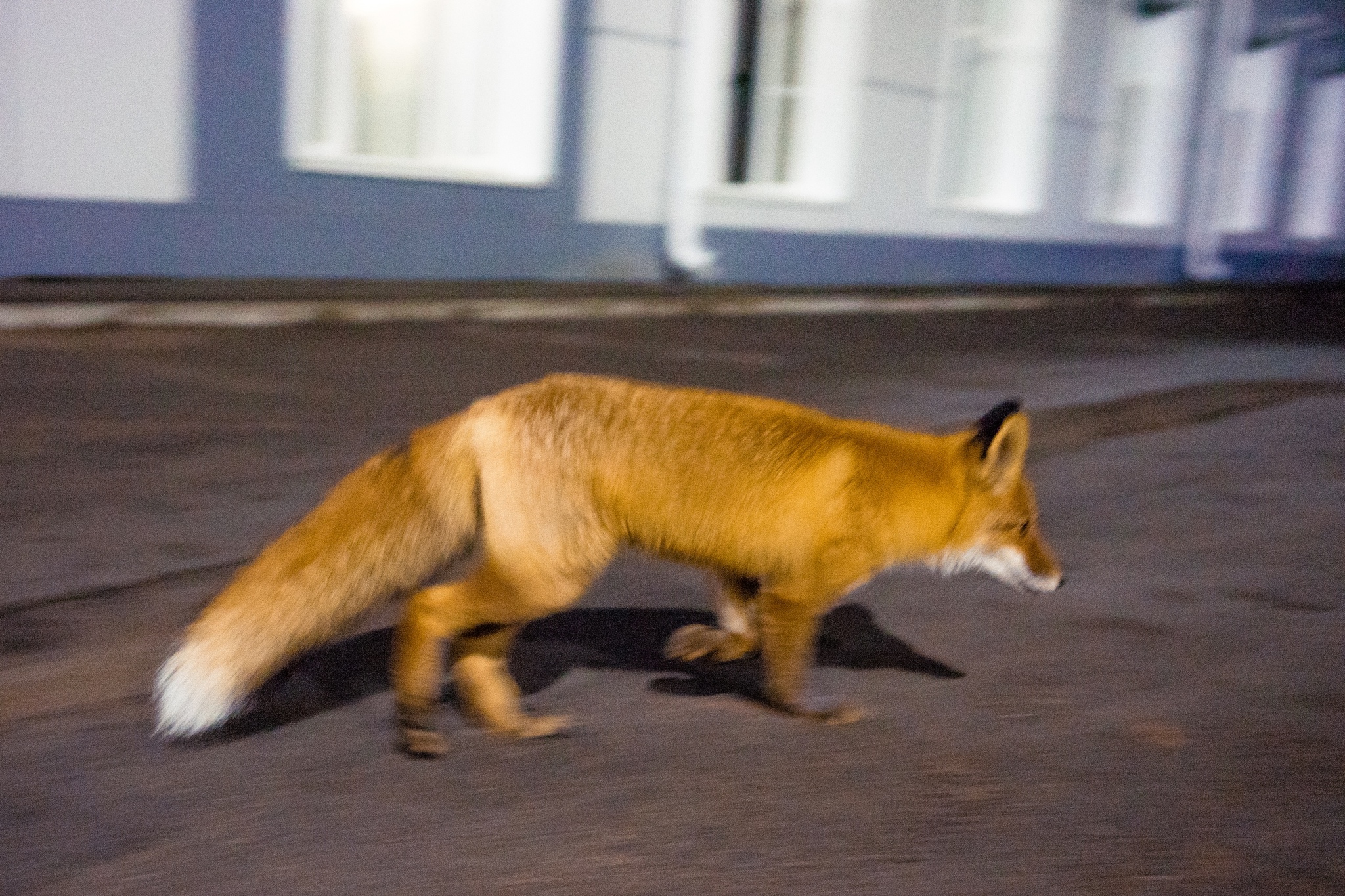 Fox at Bratsk airport - My, Bratsk, Fox, Sony, The photo, Siberia, Irkutsk region, Longpost