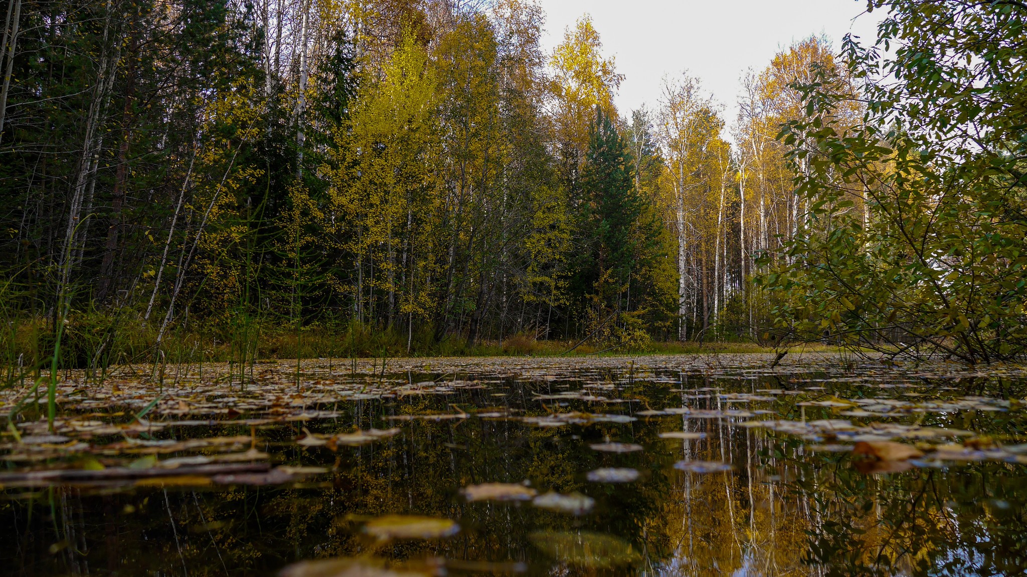 Catching the reflection - My, The photo, Reflection, Beginning photographer, Photographer, Forest, Autumn