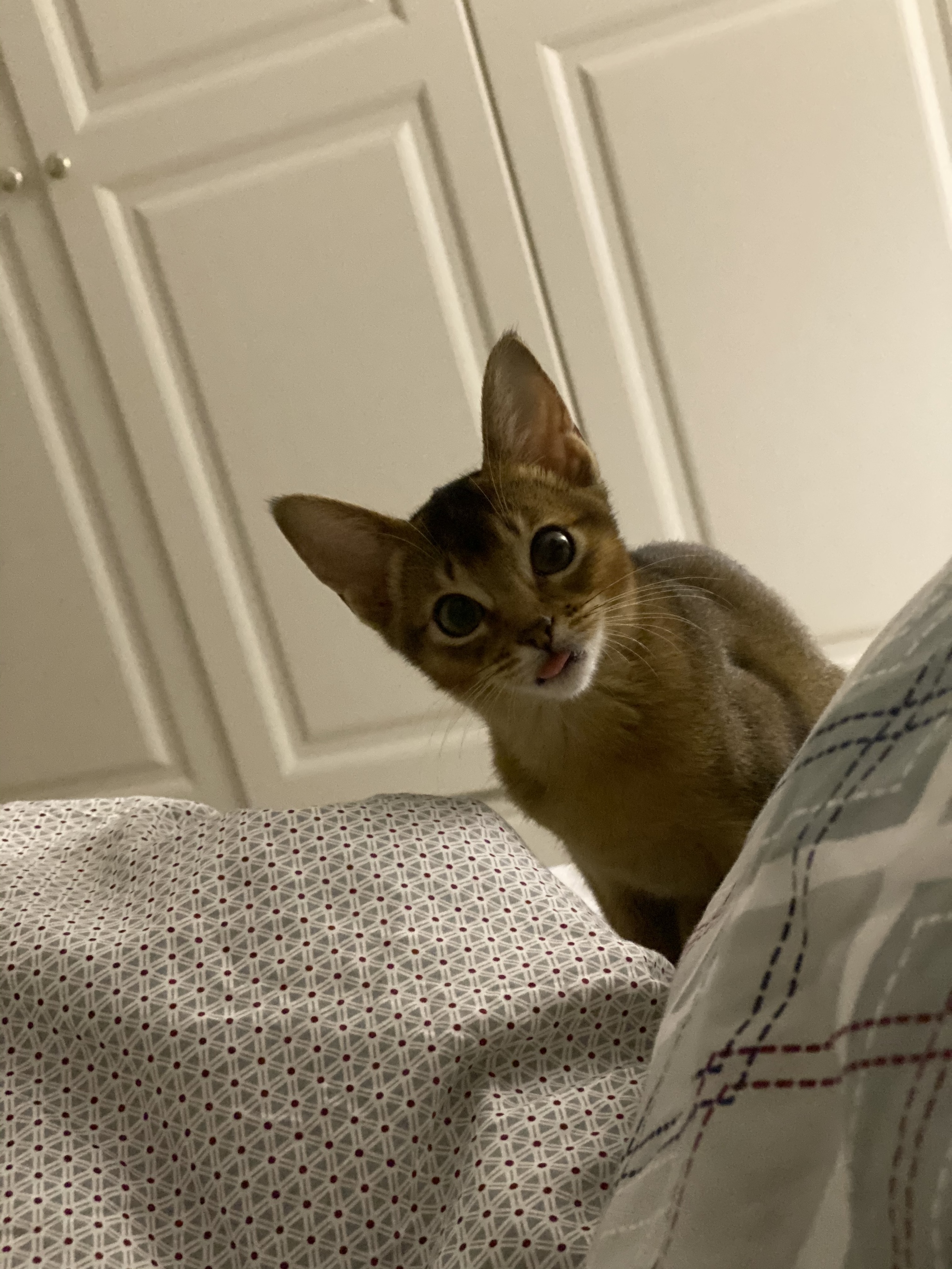 Who is this handsome guy here? - My, cat, Abyssinian cat, Love, Longpost