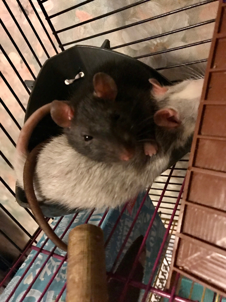 Soul to soul - My, Rat, Milota, The photo, Hugs, Longpost