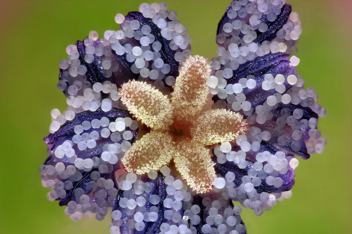 20 лучших микрофотографий Nikon Small World 2019 - Фотография, Конкурс, Микросъемка, Интересное, Познавательно, Длиннопост