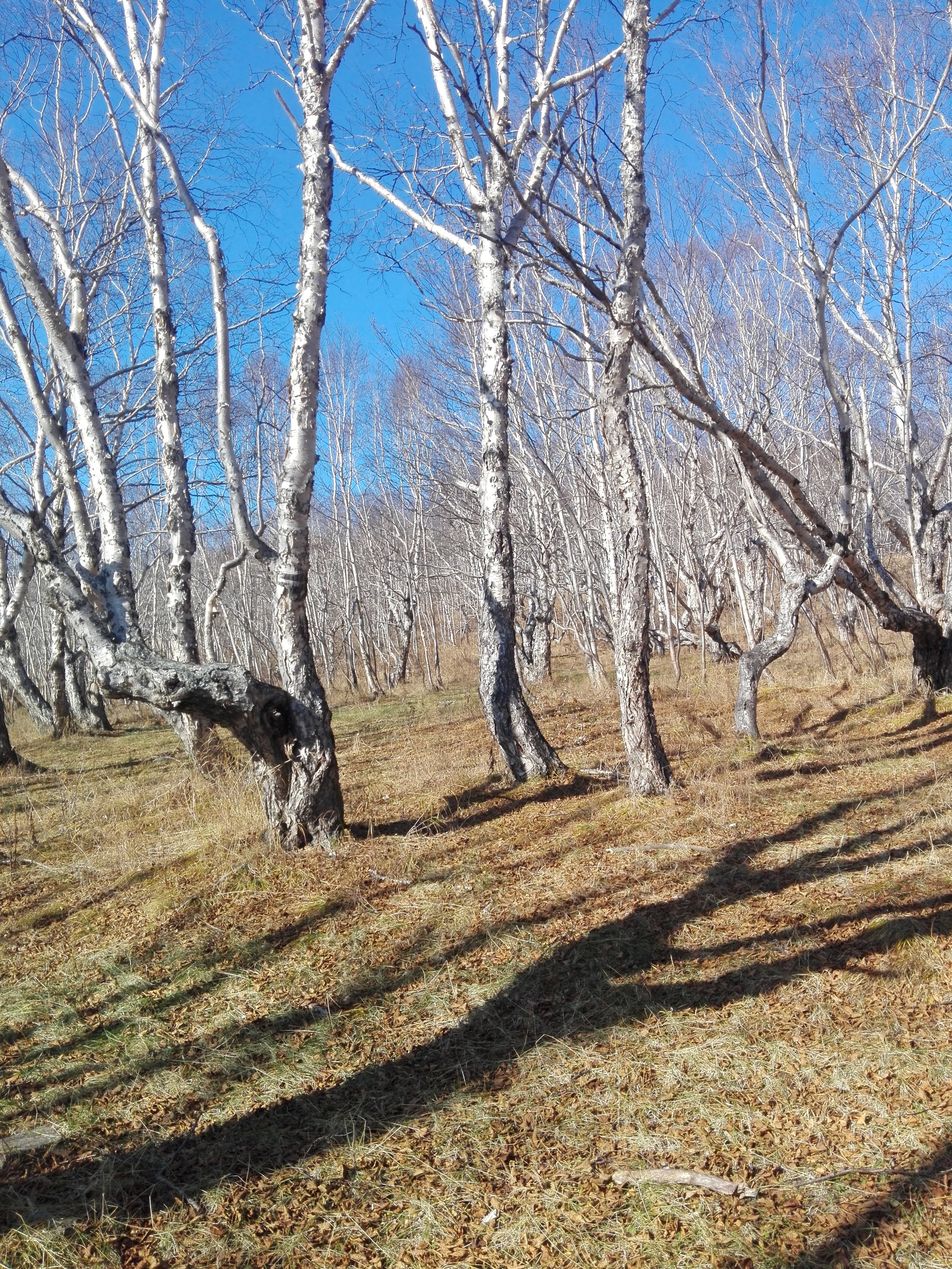 Камчатка. Осенний лес. - Моё, Камчатка, Вилючинск, Лес, Осень, Длиннопост