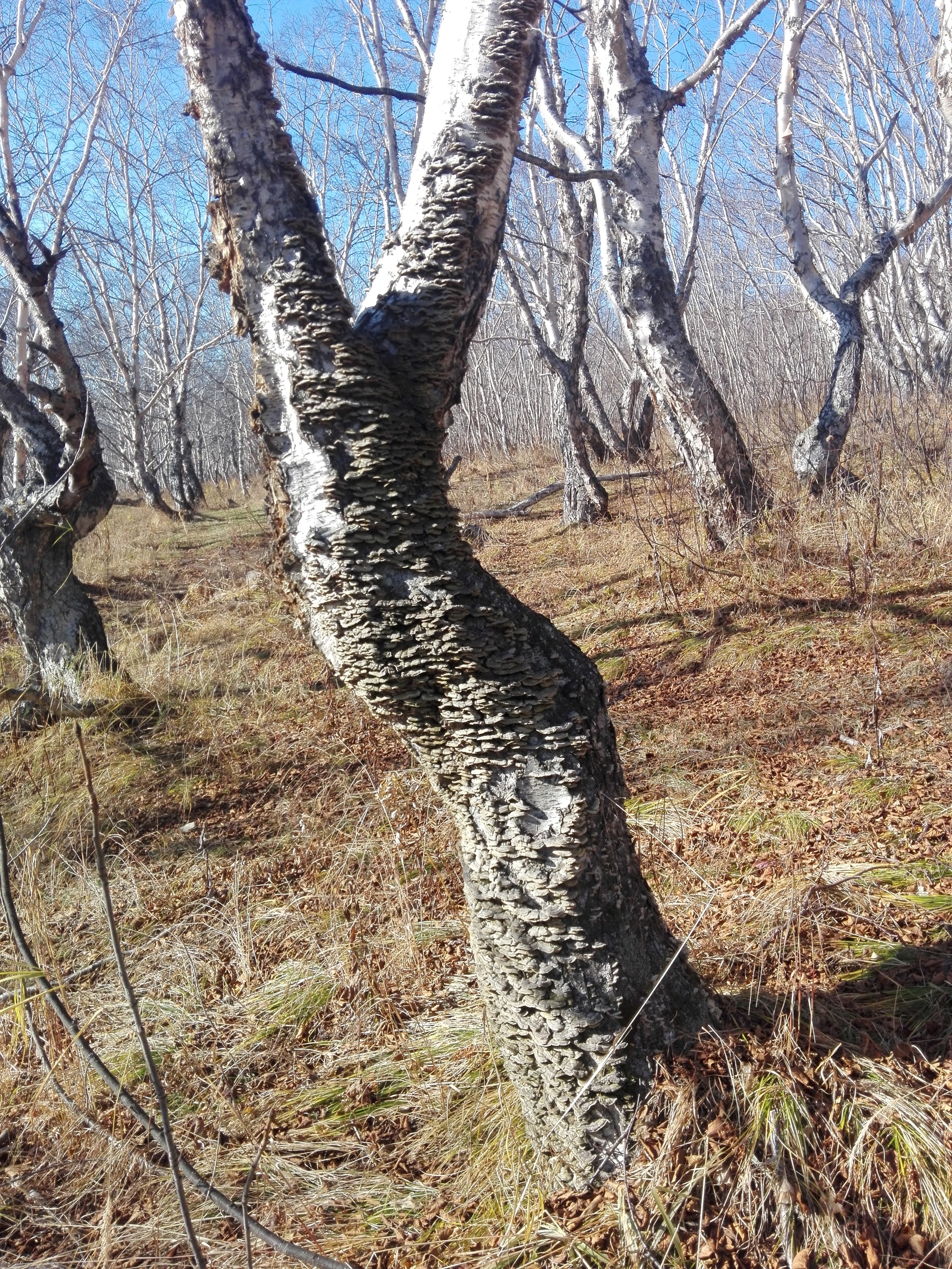 Камчатка. Осенний лес. - Моё, Камчатка, Вилючинск, Лес, Осень, Длиннопост