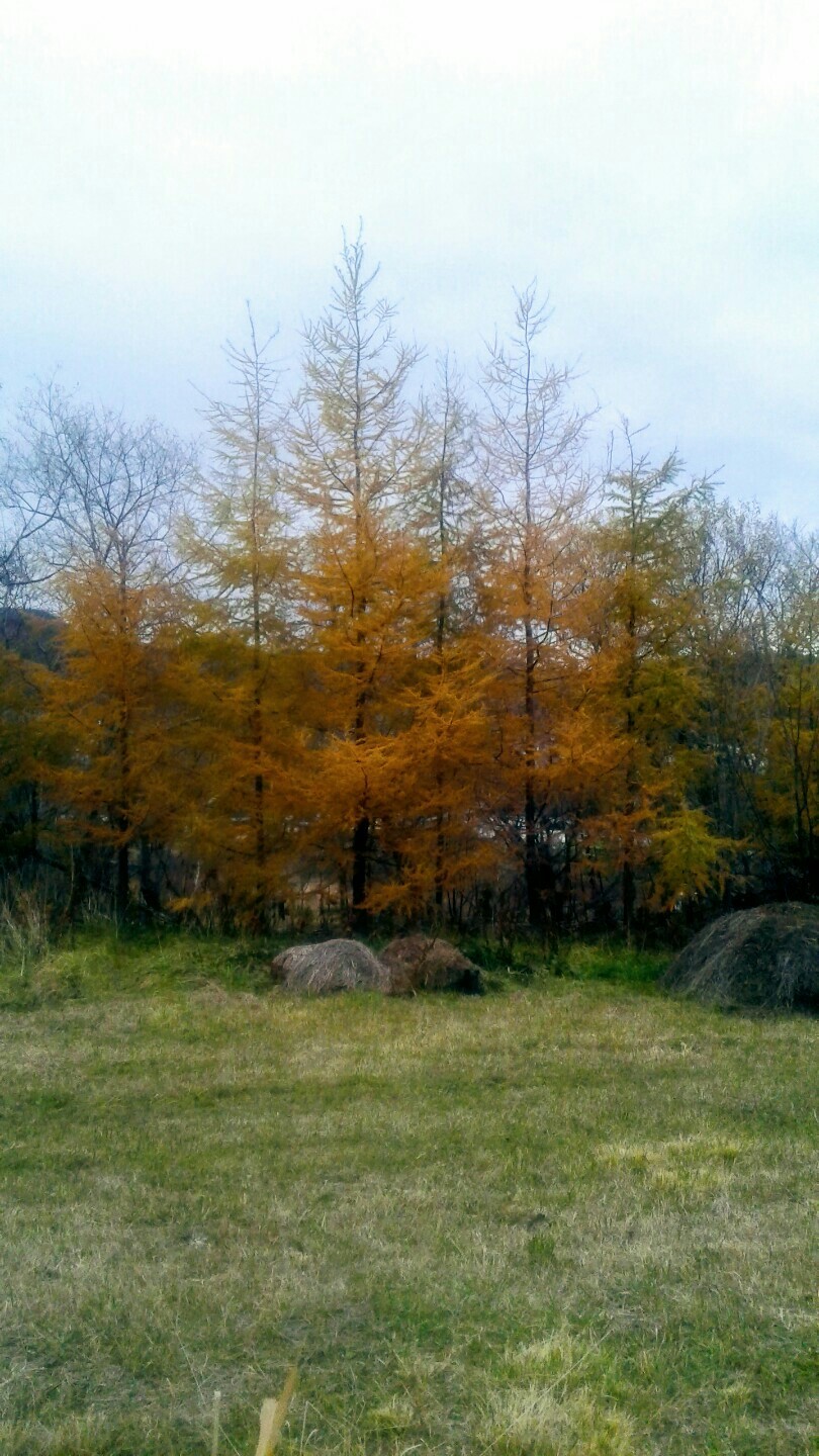 Собака на сене... - Моё, Мобильная фотография, Осень, Собака, Сенокос, Лес