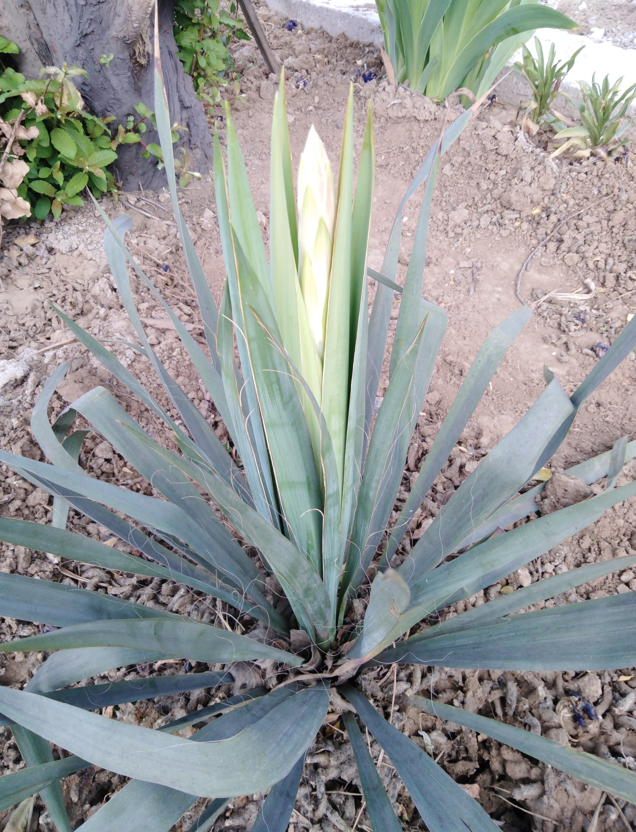 Yucca - flower of happiness - My, Yuka, Flowers, Garden, Longpost