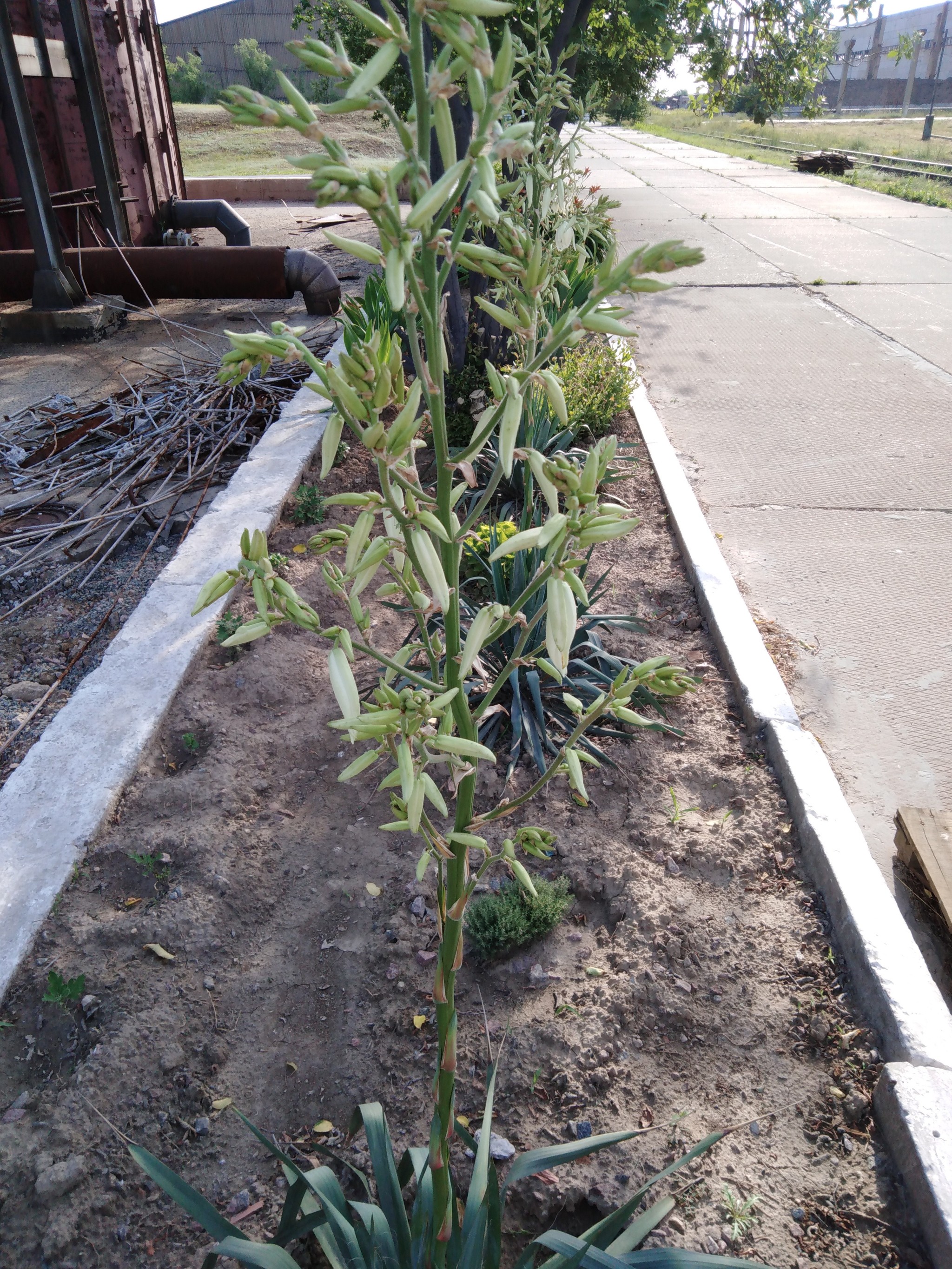 Yucca - flower of happiness - My, Yuka, Flowers, Garden, Longpost