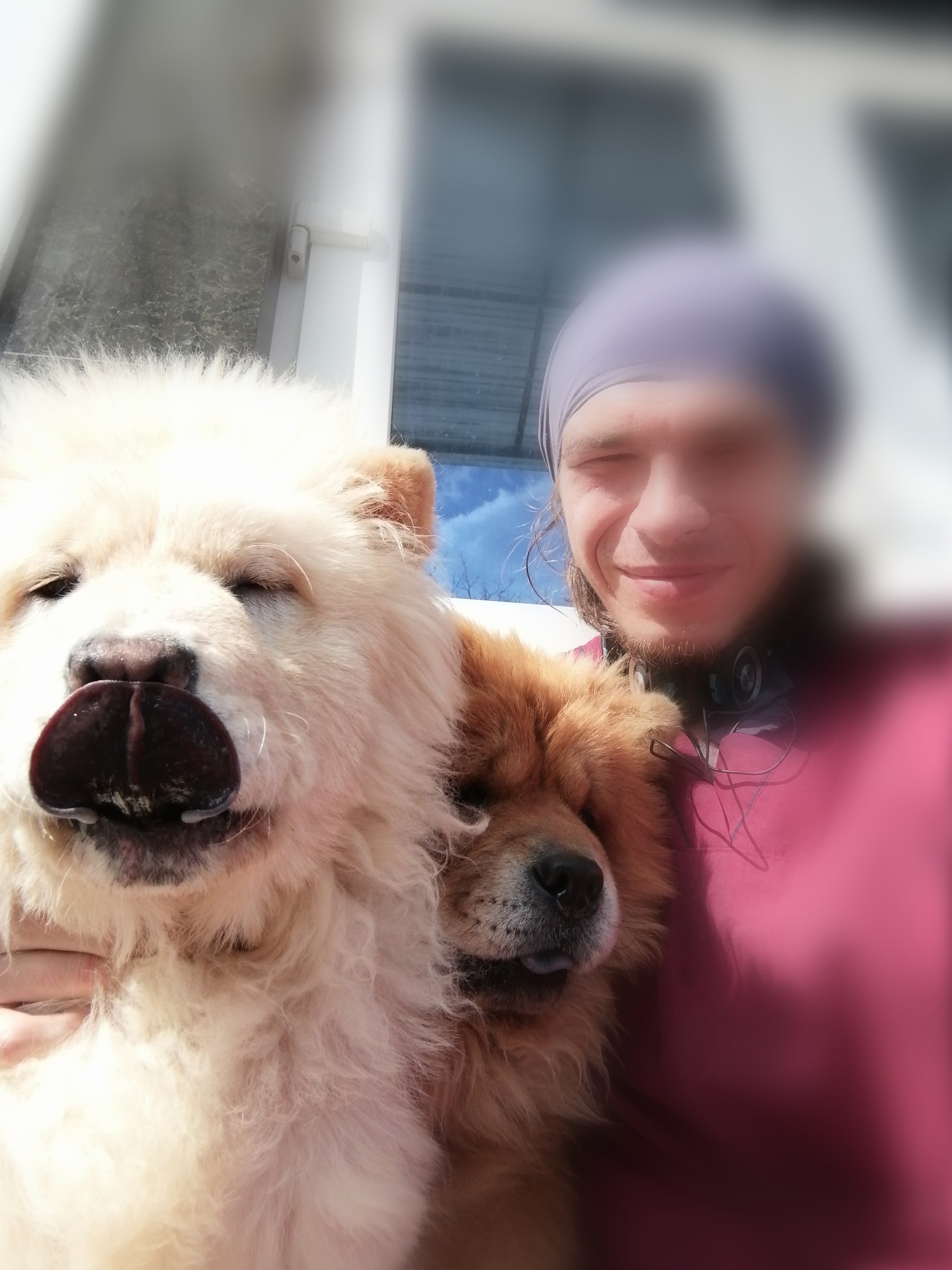 Well, now let's look at the razvidentsa - My, Nursery, Tibetan mastiff, Reply to post, Dog, Fraud, Video, Longpost