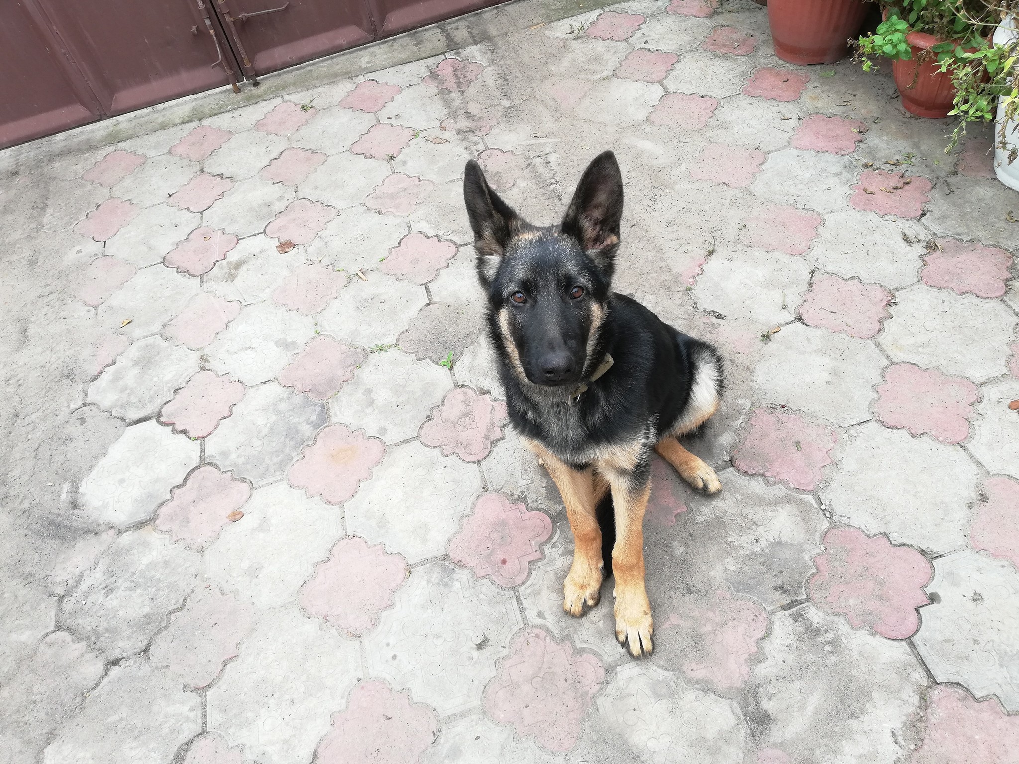 Hello, Mikha, 5 months, 22 kg - My, Puppies, Dog, German Shepherd