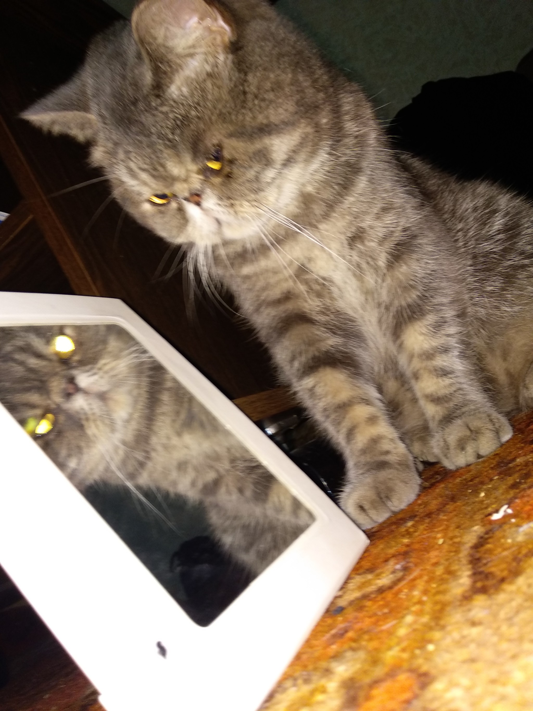 Who's that there? - My, Catomafia, Mirror, Plato, Demon, cat