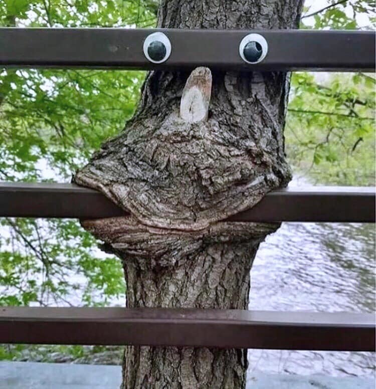 I AM Groot - Tree, Nature, Groot, Omnomnom