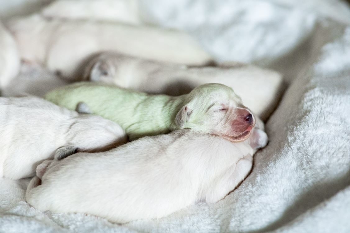 Mojito....Tarragon??? ))) - Retriever, Puppies, Mojito, Dog