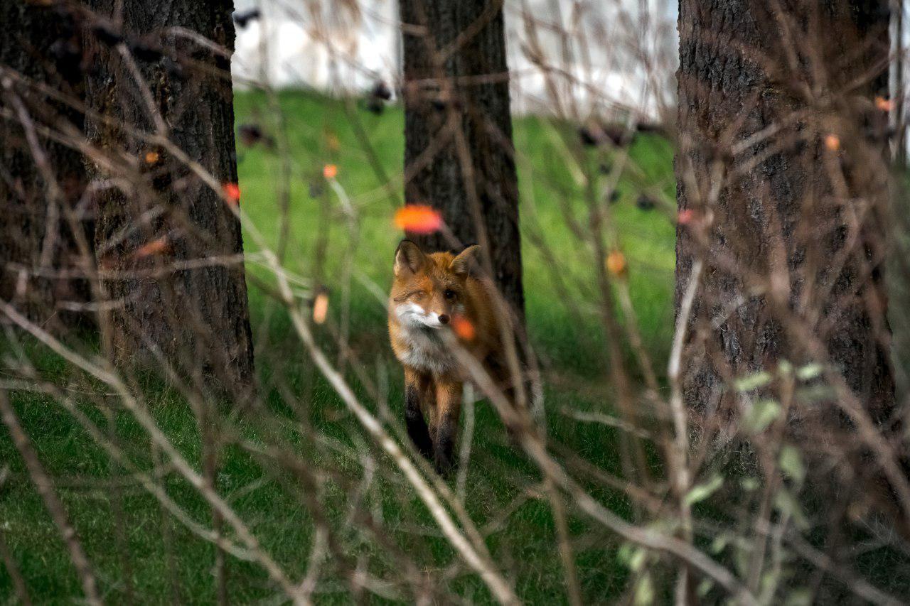 little fox - My, The photo, Animals, Wild animals, Animalistics, Fox, Longpost