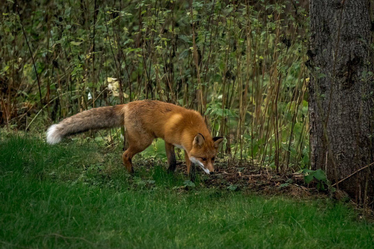 little fox - My, The photo, Animals, Wild animals, Animalistics, Fox, Longpost