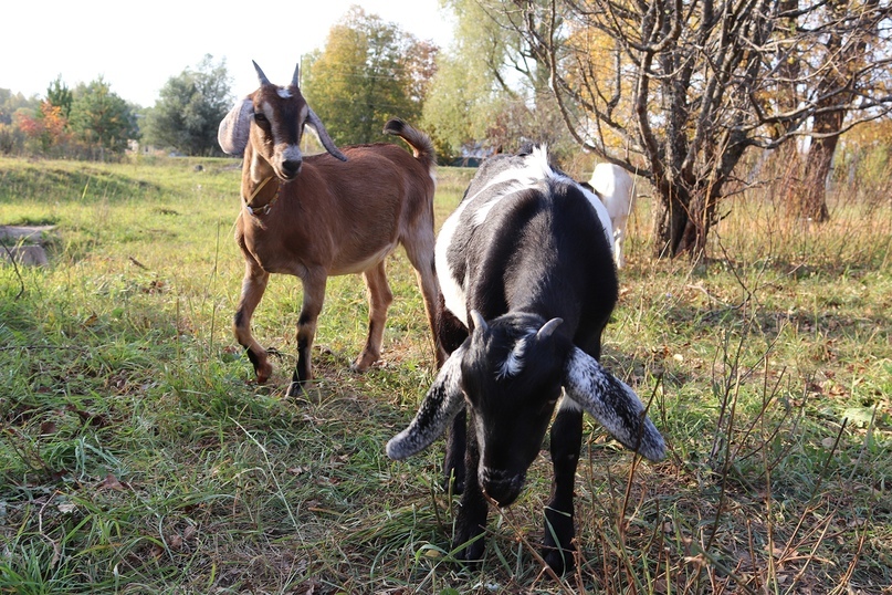 FROM A BIG CITY TO A SMALL VILLAGE - Horses, From city to country, Farm, Longpost