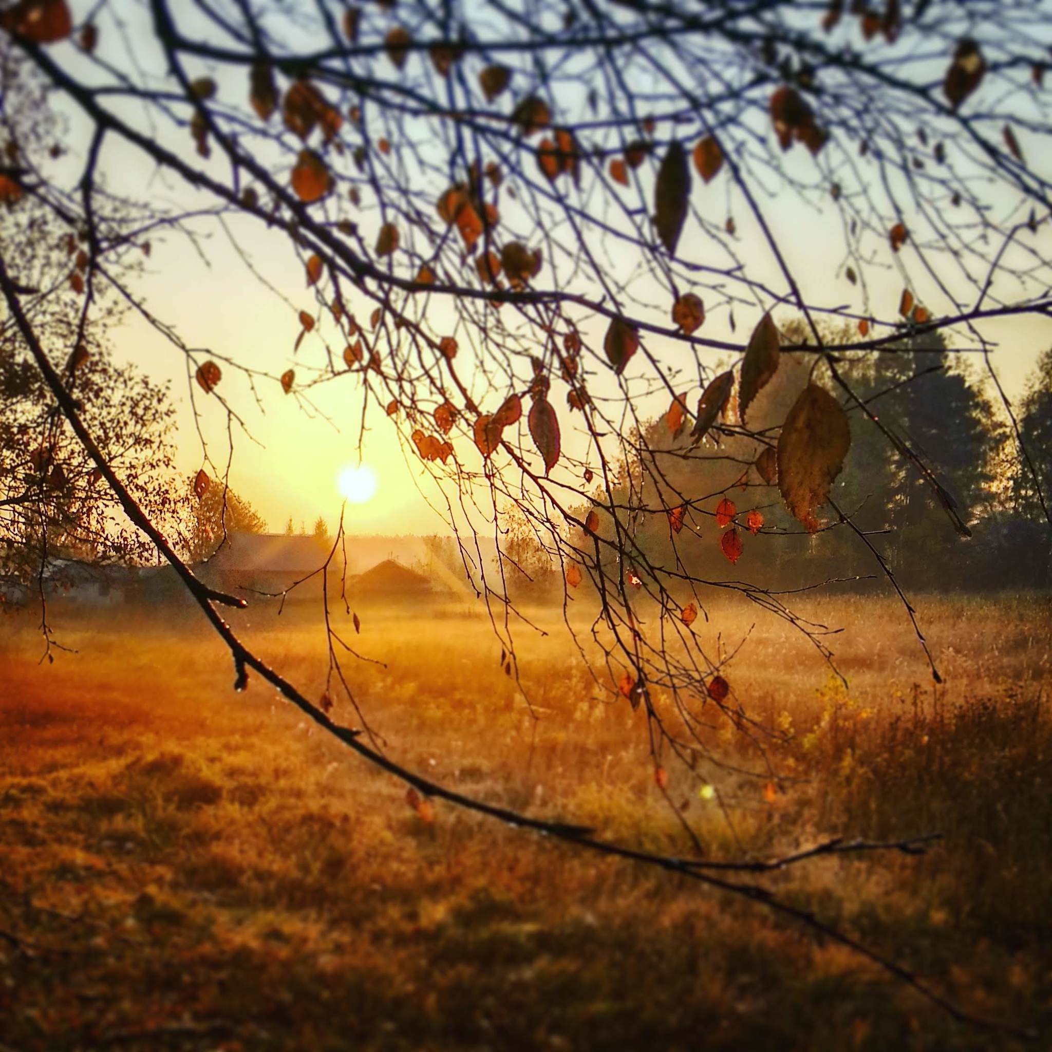 Autumn. On the phone. - My, Autumn, Drops, Birch, Leaves