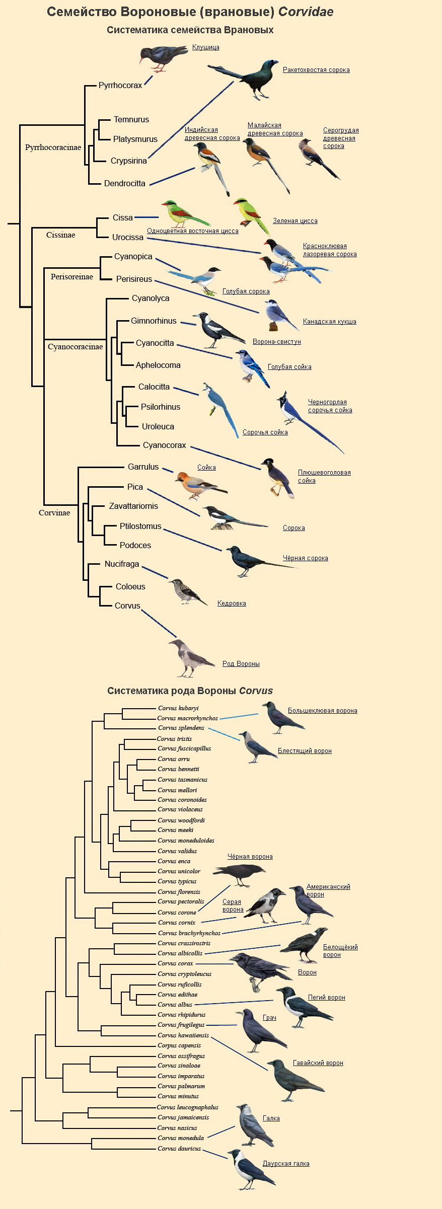 Разновидности врановых. - Врановые, Ворона, Биология, Орнитология, Длиннопост