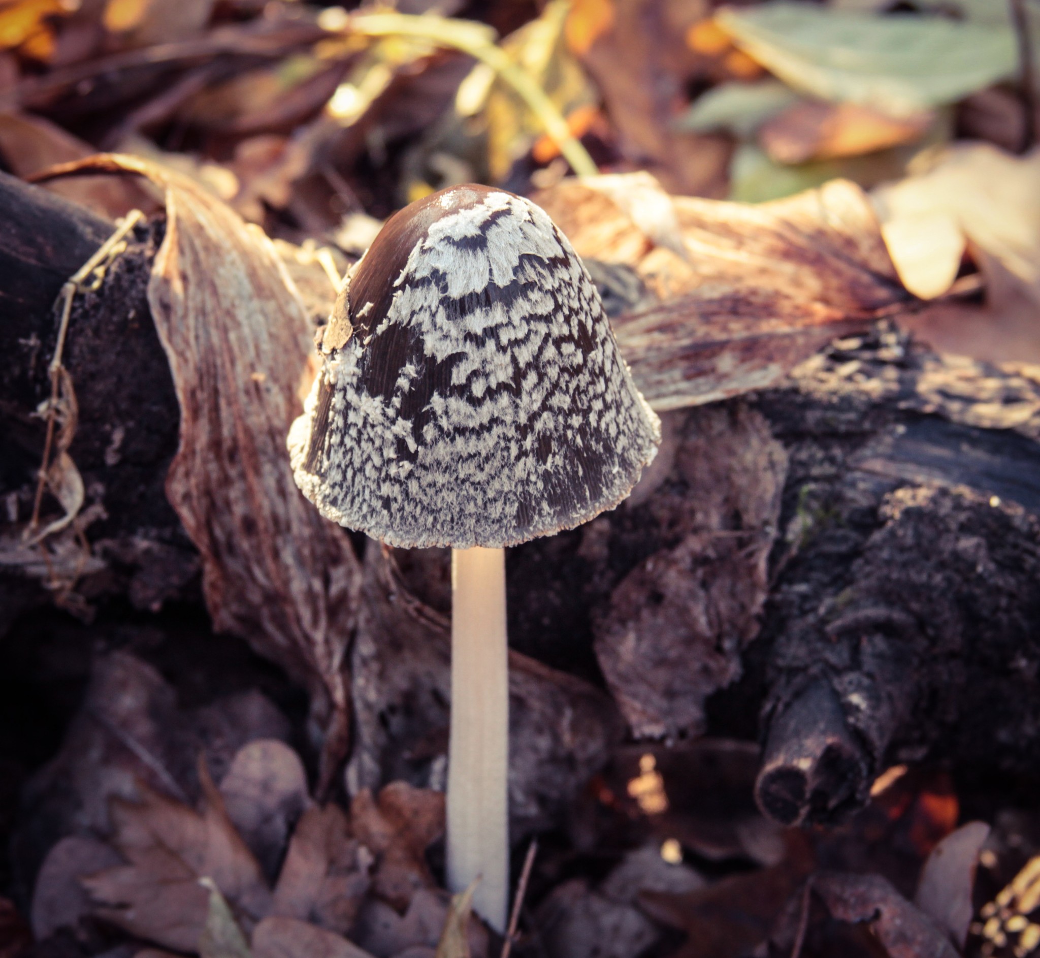 Honey mushrooms were originally planned)) - My, Mushrooms, Autumn, Nature, beauty, Longpost