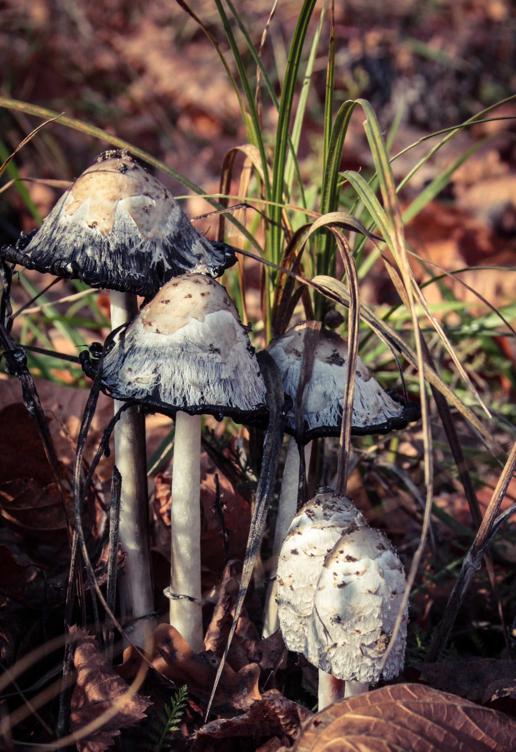 Honey mushrooms were originally planned)) - My, Mushrooms, Autumn, Nature, beauty, Longpost