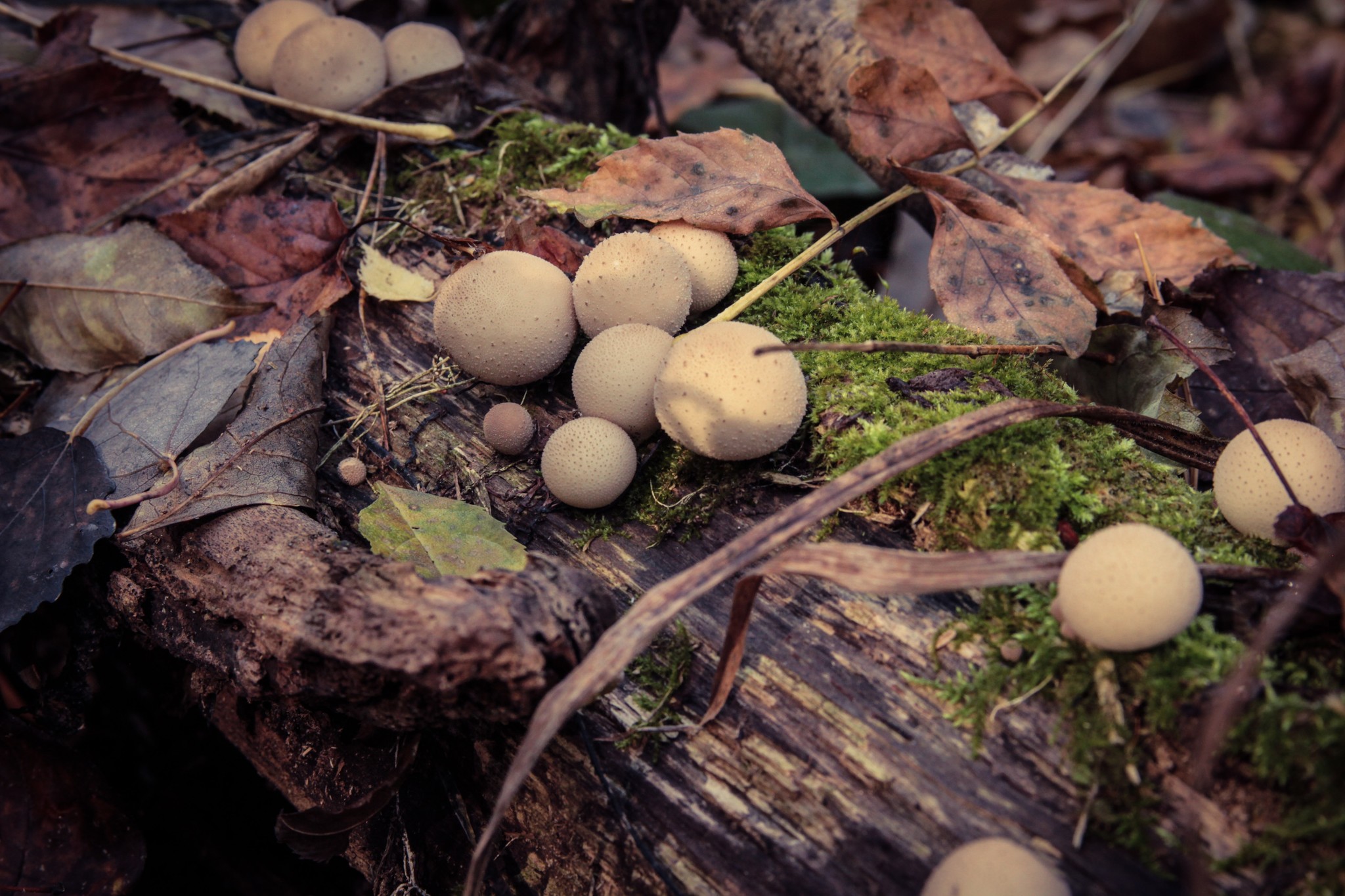 Honey mushrooms were originally planned)) - My, Mushrooms, Autumn, Nature, beauty, Longpost