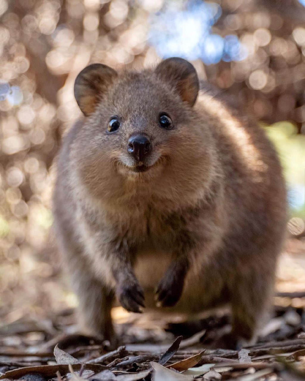 Австралийские Животные Фото