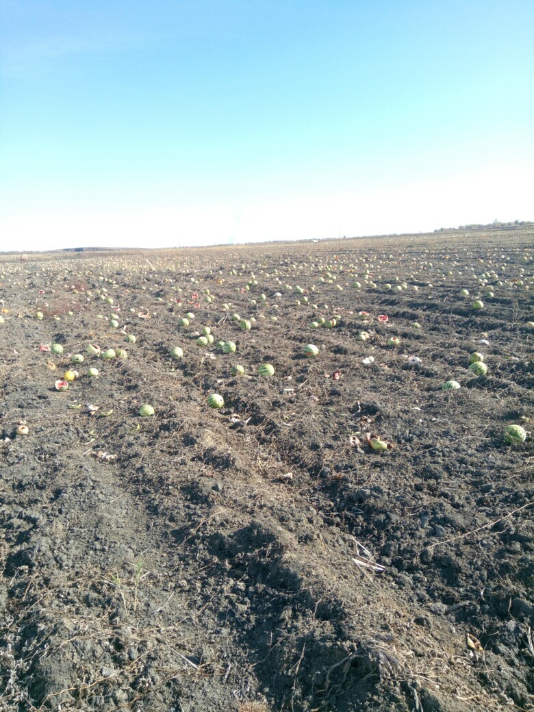 An Astrakhan resident spoke about ownerless fields of watermelons and melons - My, Astrakhan, Astrakhan Region, Сельское хозяйство, Harvest, Longpost