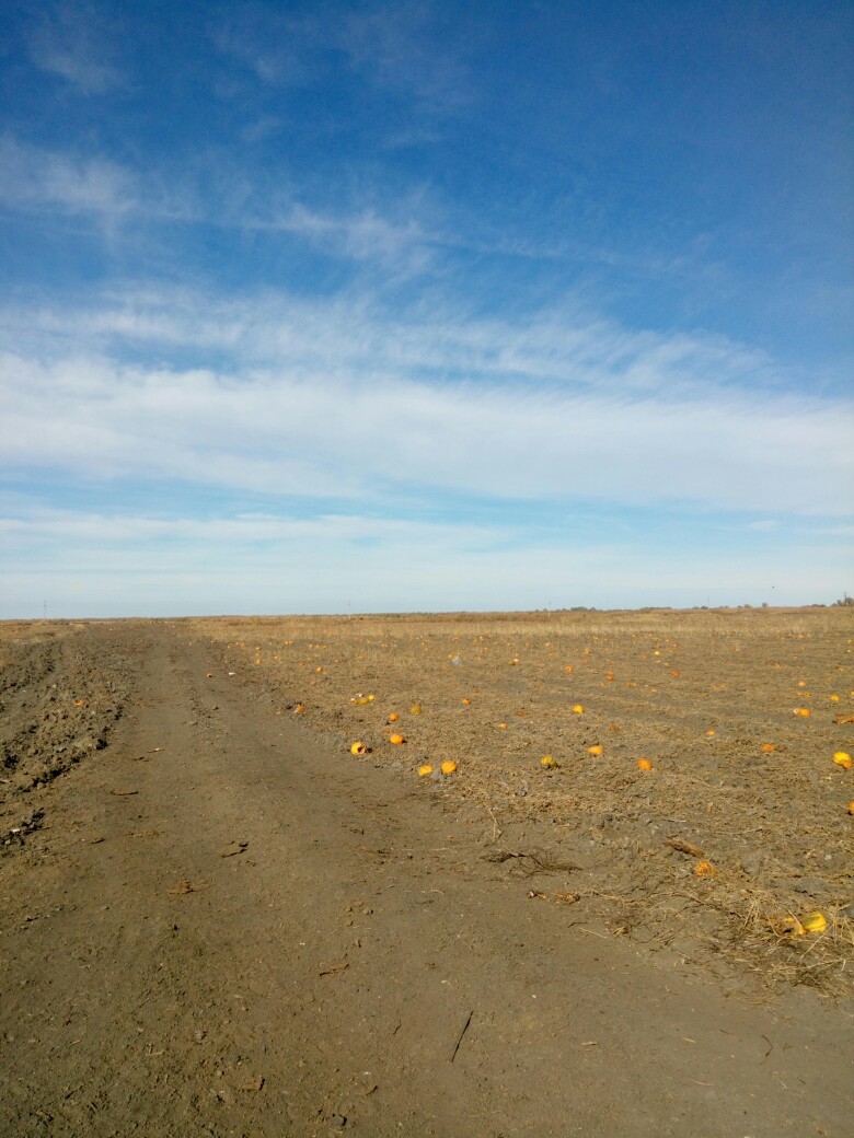 An Astrakhan resident spoke about ownerless fields of watermelons and melons - My, Astrakhan, Astrakhan Region, Сельское хозяйство, Harvest, Longpost