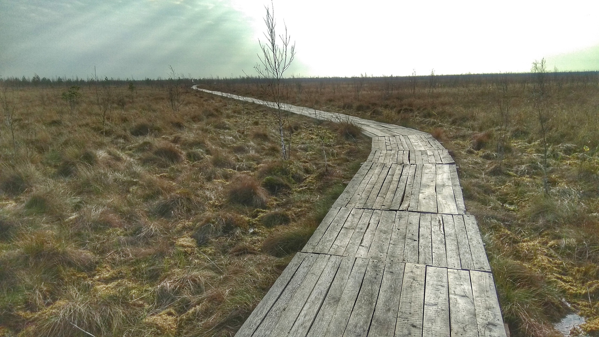 Eco-trail of the Yelnya swamp massif - My, Republic of Belarus, Yelnya, Swamp, Tourism, Video, Autumn, Longpost, Eco-trail