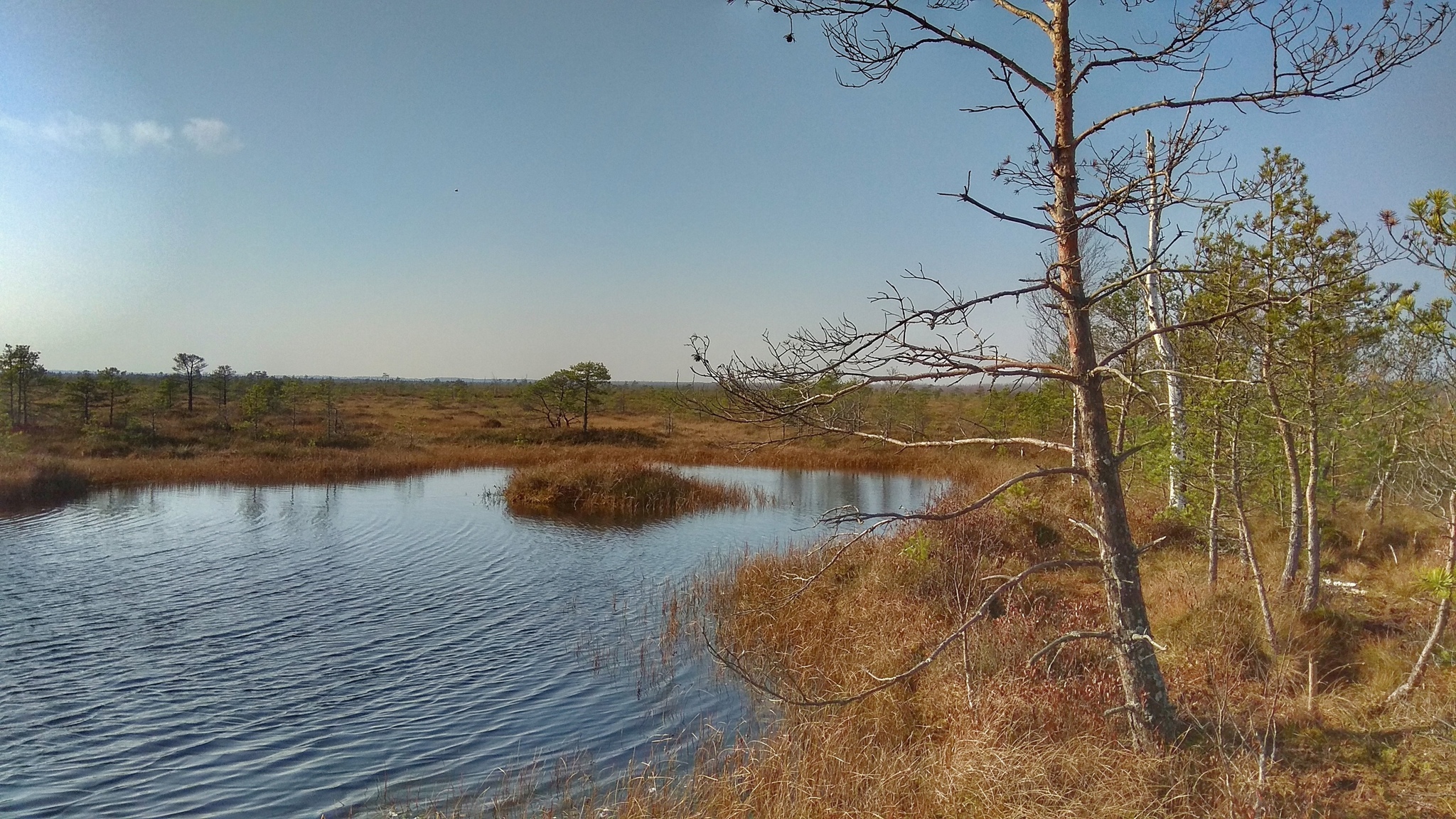 Eco-trail of the Yelnya swamp massif - My, Republic of Belarus, Yelnya, Swamp, Tourism, Video, Autumn, Longpost, Eco-trail