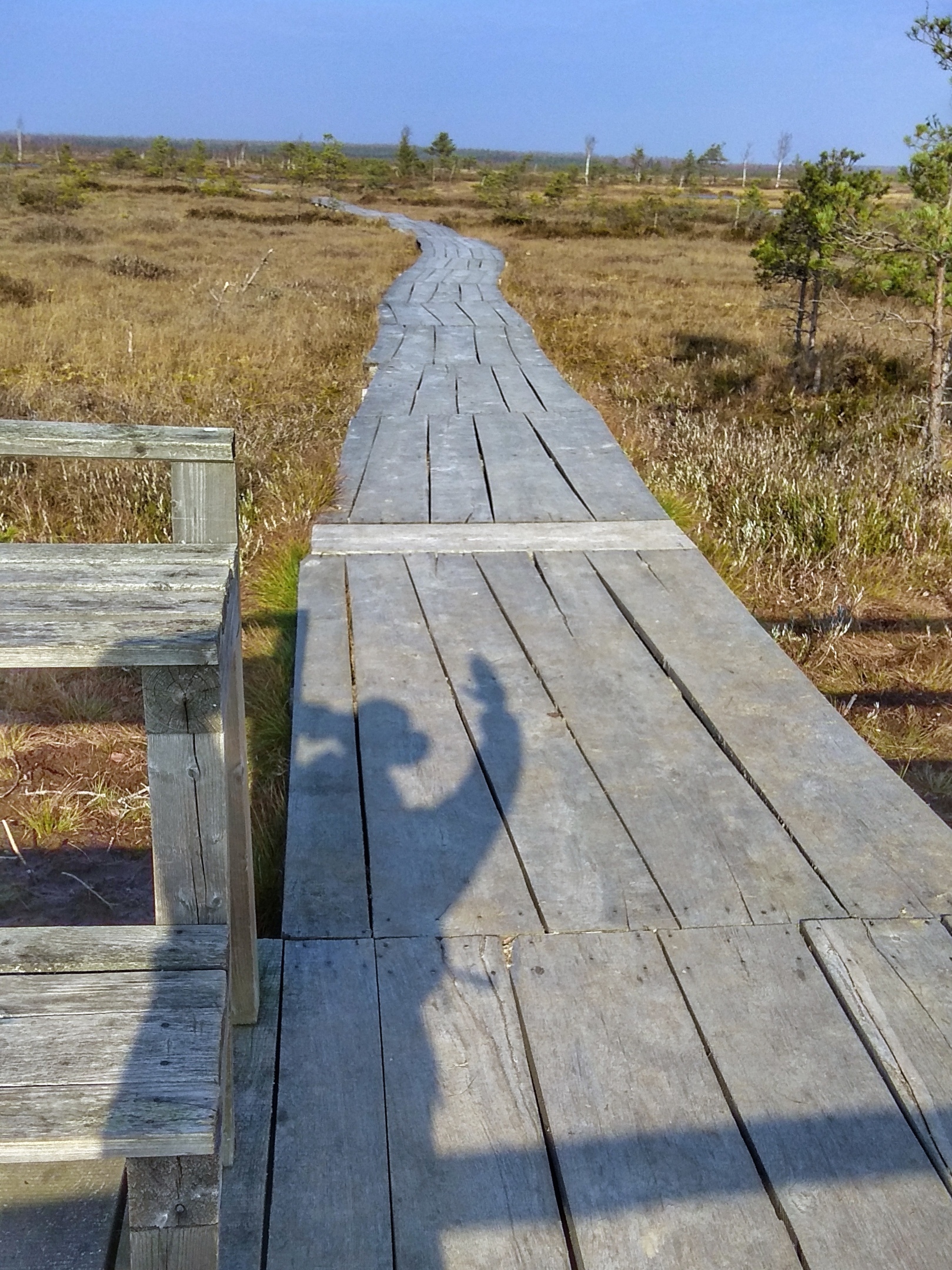 Eco-trail of the Yelnya swamp massif - My, Republic of Belarus, Yelnya, Swamp, Tourism, Video, Autumn, Longpost, Eco-trail