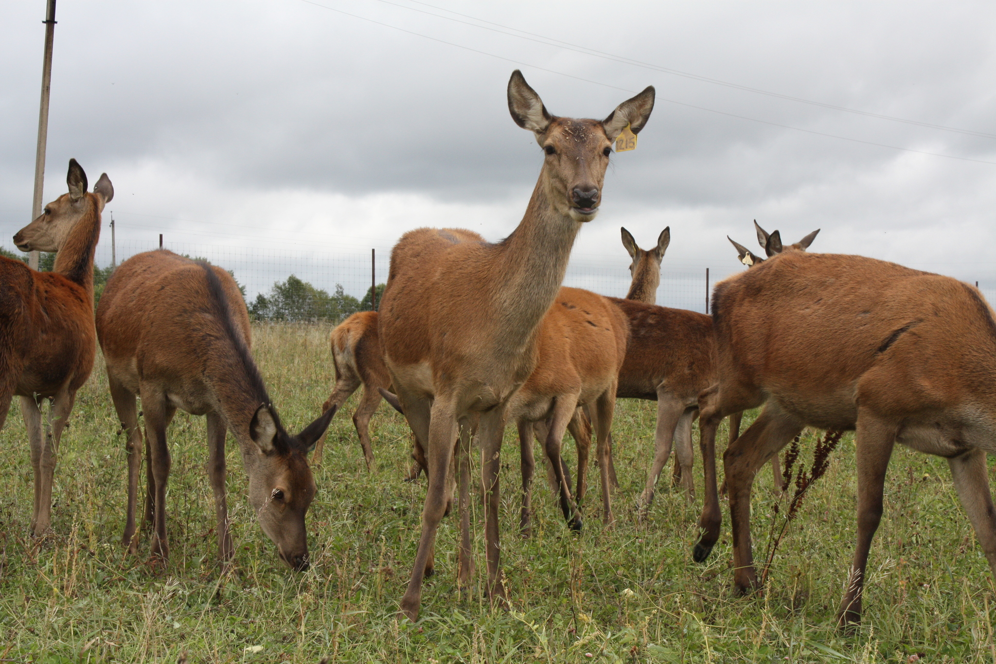 How to build a deer farm - My, Deer, Farm, Organization, Video, Longpost