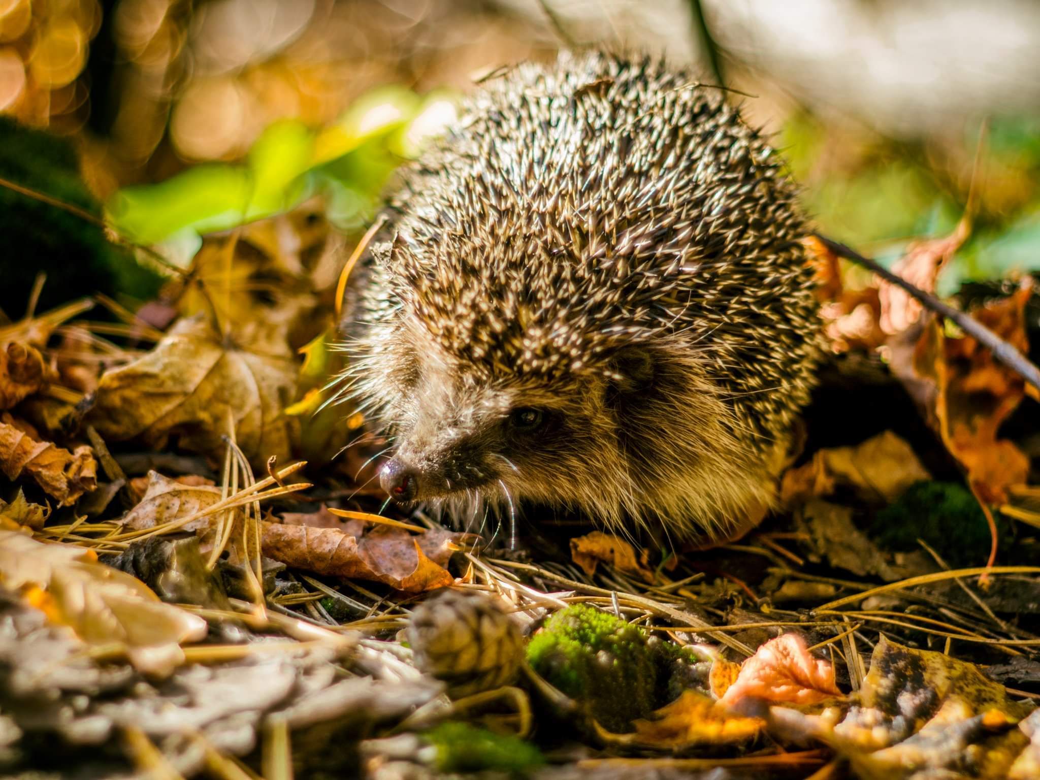 Autumn hedgehog - My, Olympus, The photo, Manual optics, Wild animals