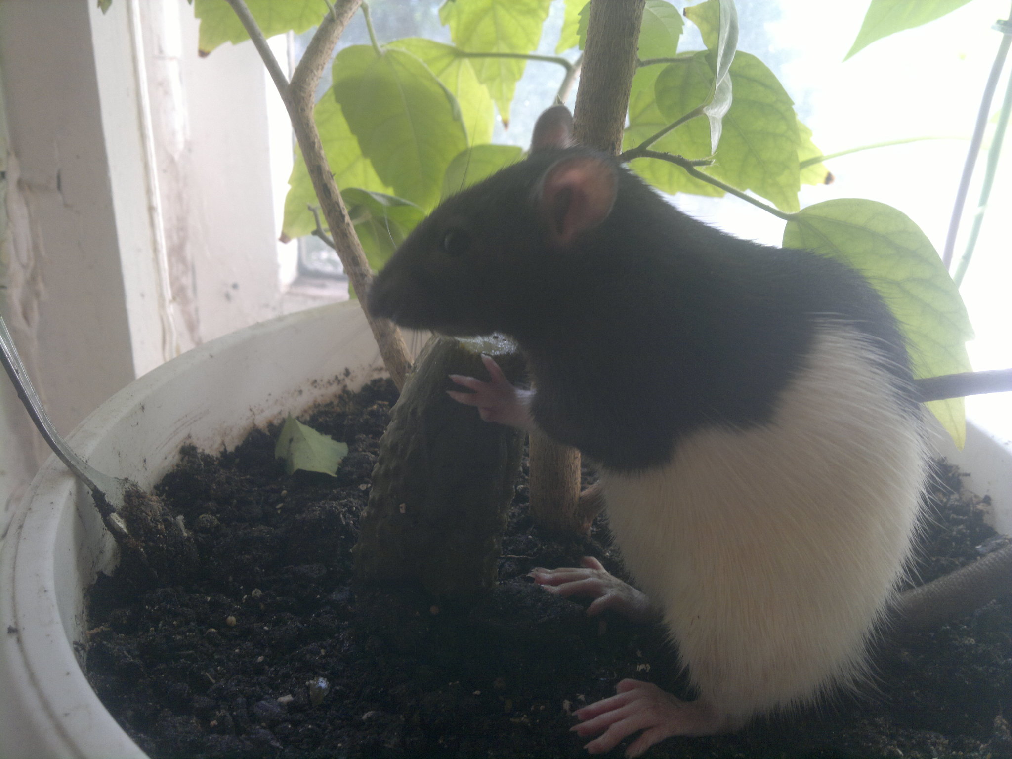 Eating a cucumber - My, Rat, Wool, Breakfast