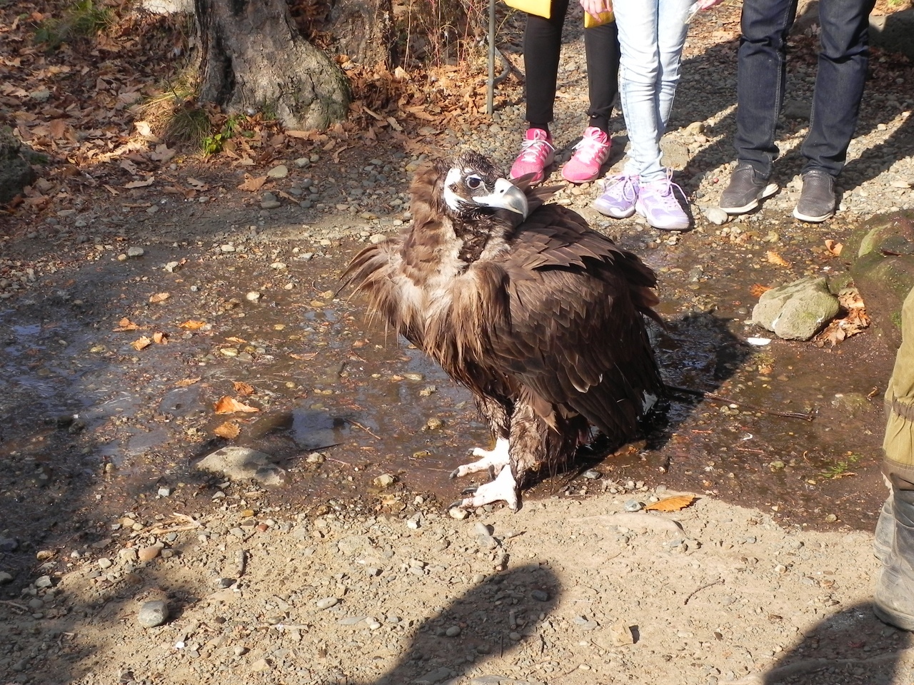 Some animals from Safari Park - My, Seaside Safari Park, a lion, Tiger, Vulture, Deer, Crow, Longpost