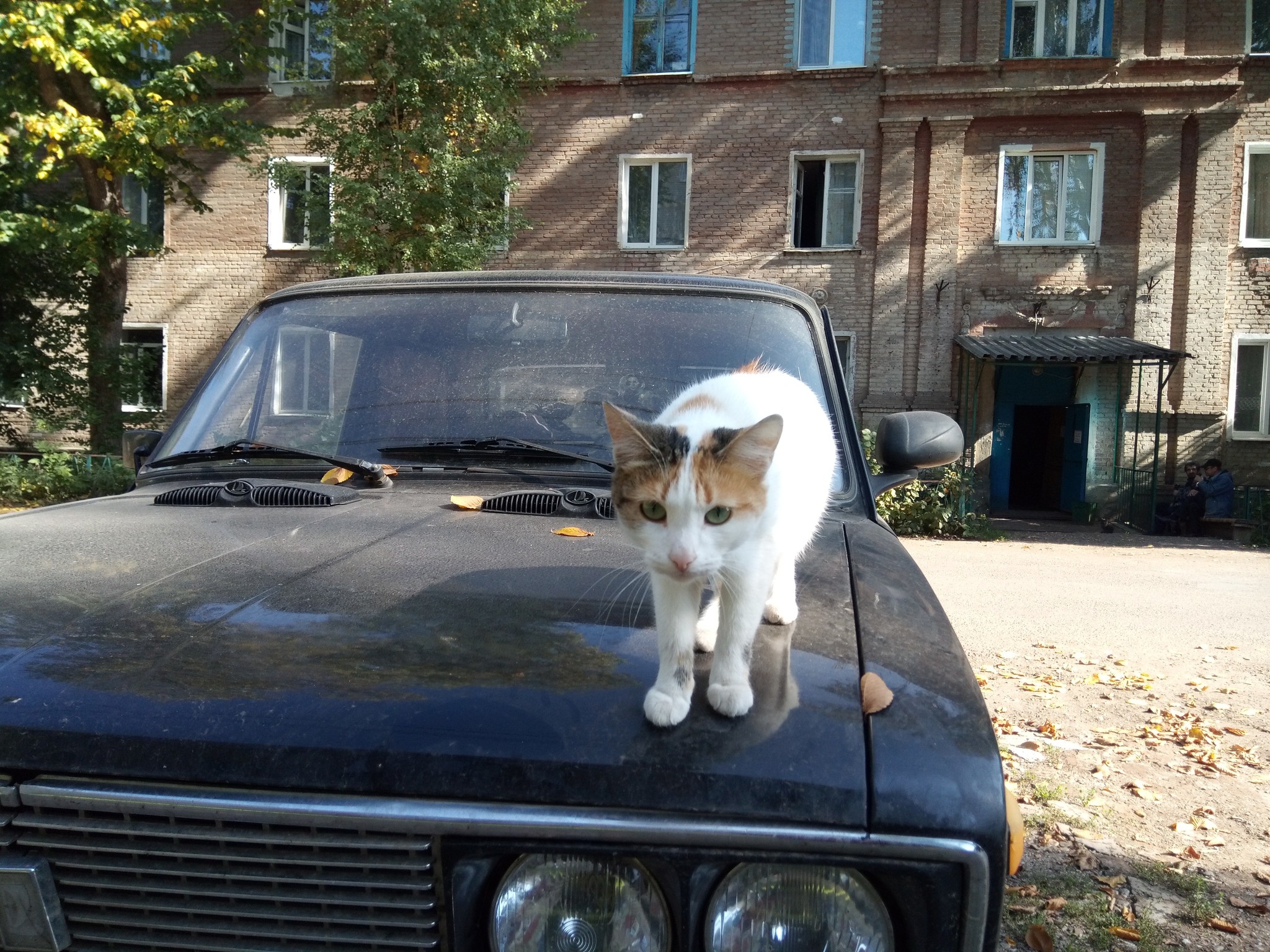 Street cats - My, cat, Catomafia, The photo, Longpost, Animals