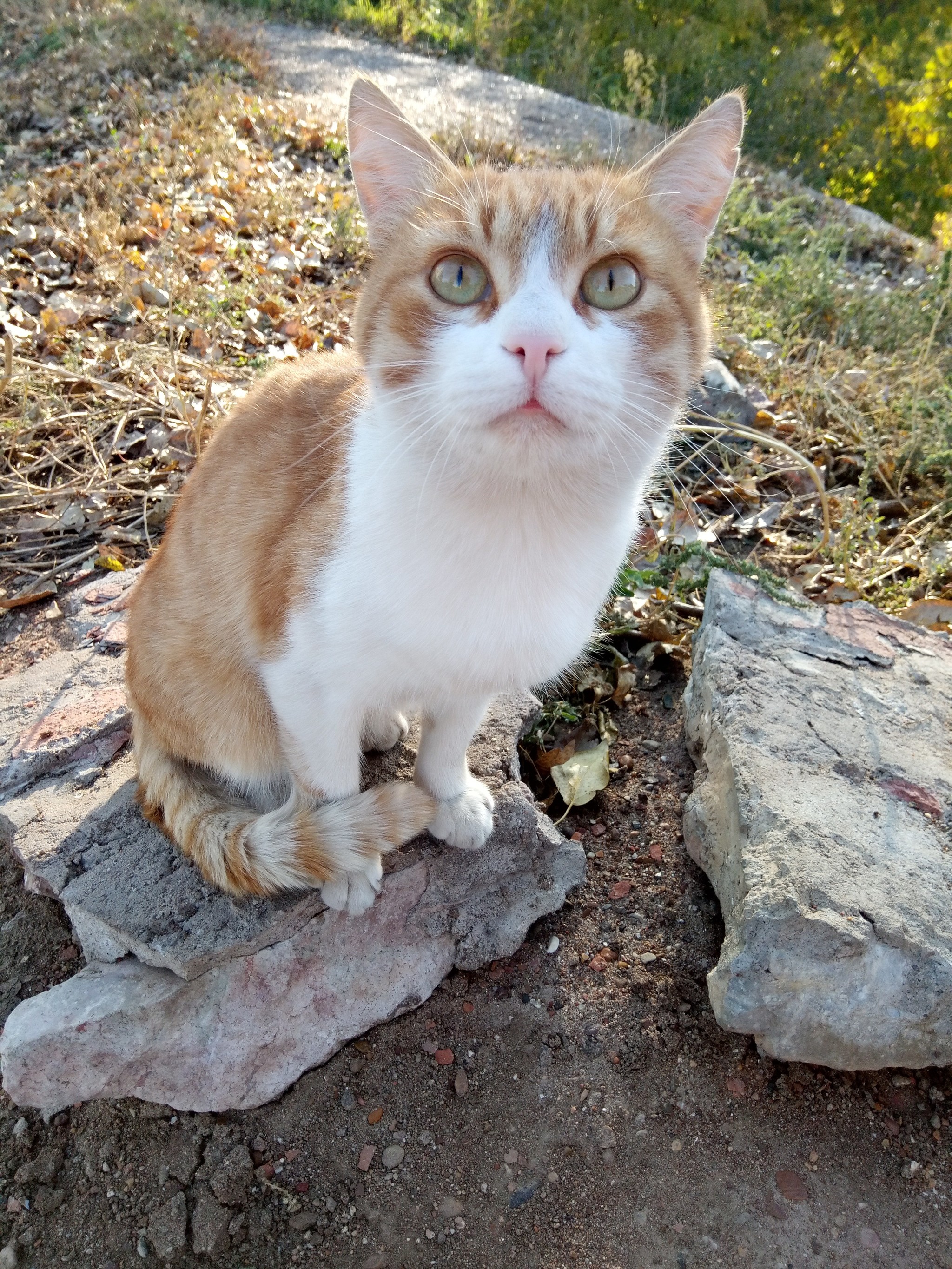 Street cats - My, cat, Catomafia, The photo, Longpost, Animals