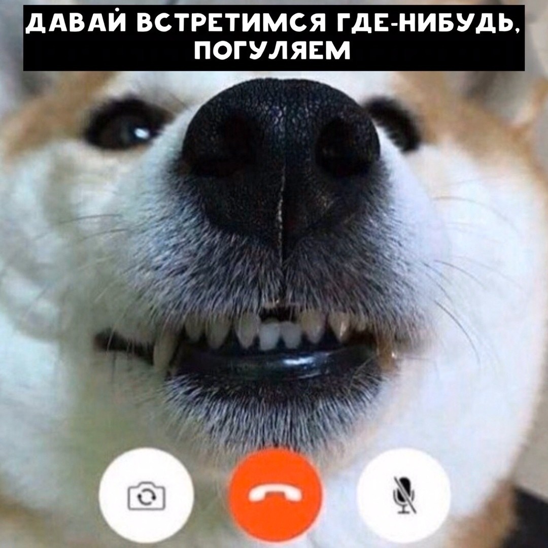 When you postpone an important conversation to a meeting - Longpost, Picture with text, Memes, Parody, cat, Dog