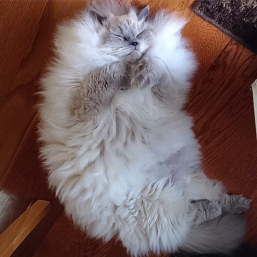 When I got myself a cat, but it turned out to be a cloud - cat, Catomafia, The photo, Milota