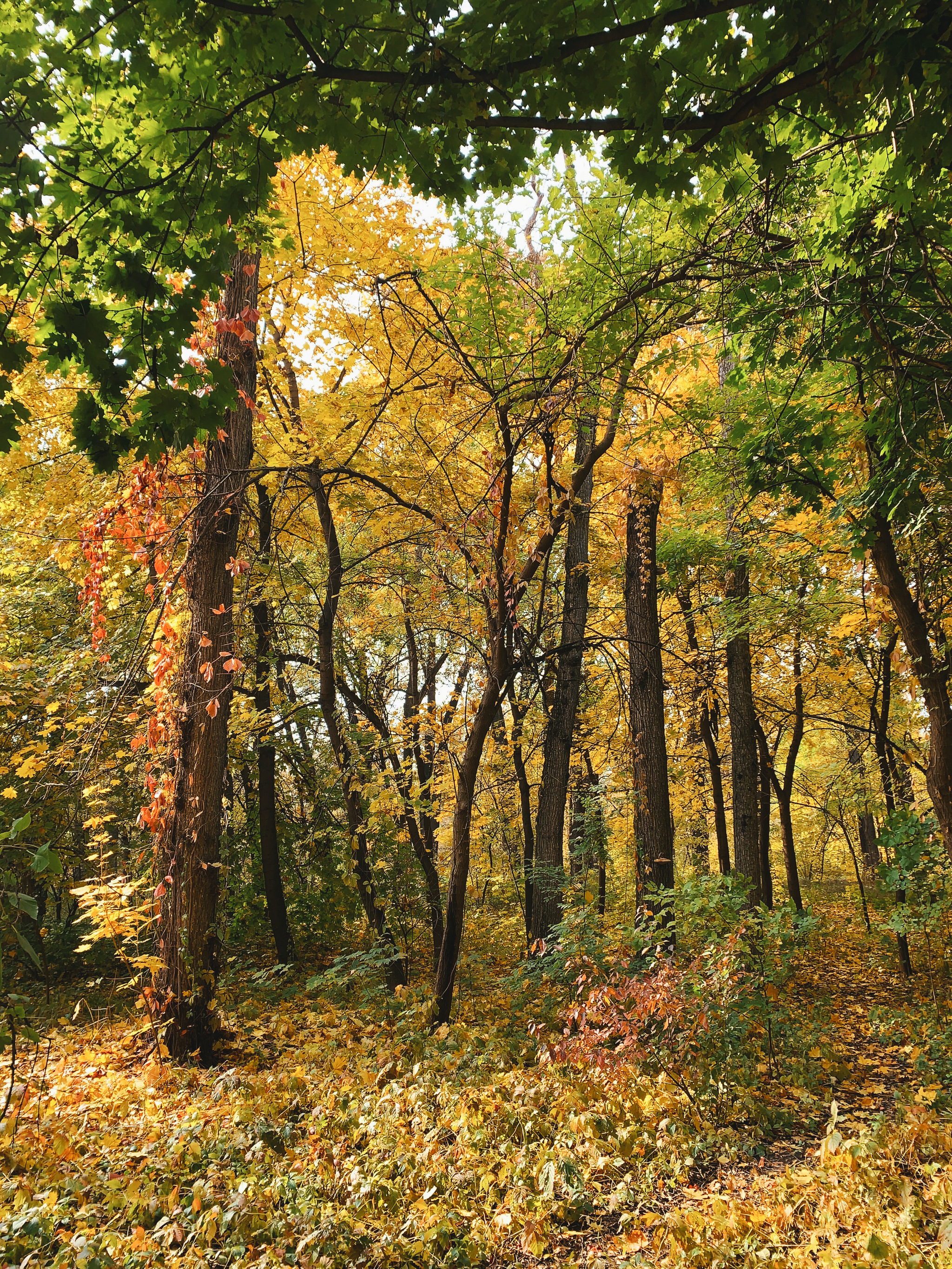 Autumn grove of Baum / Almaty, Kazakhstan - My, Autumn, Forest, Road, The photo, Kazakhstan, Almaty, Landscape, Nature, Longpost