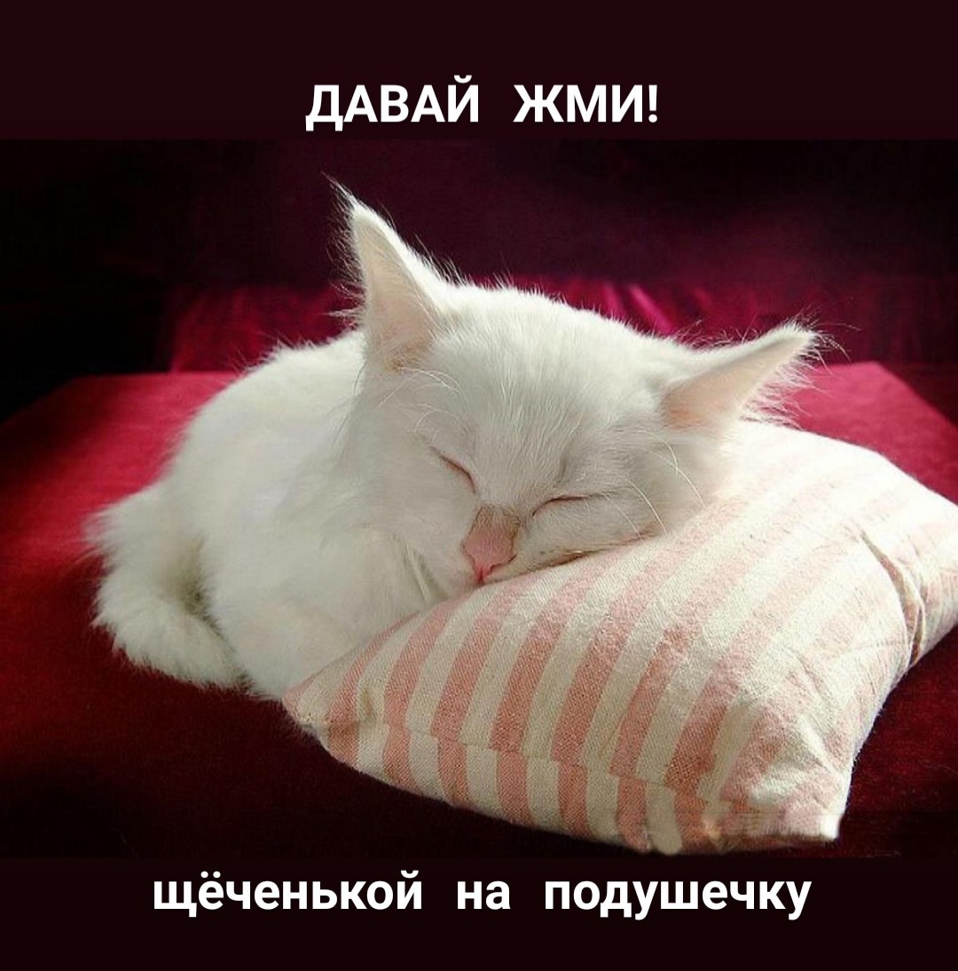 The right motivation from cats - cat, Motivation, Picture with text, Longpost