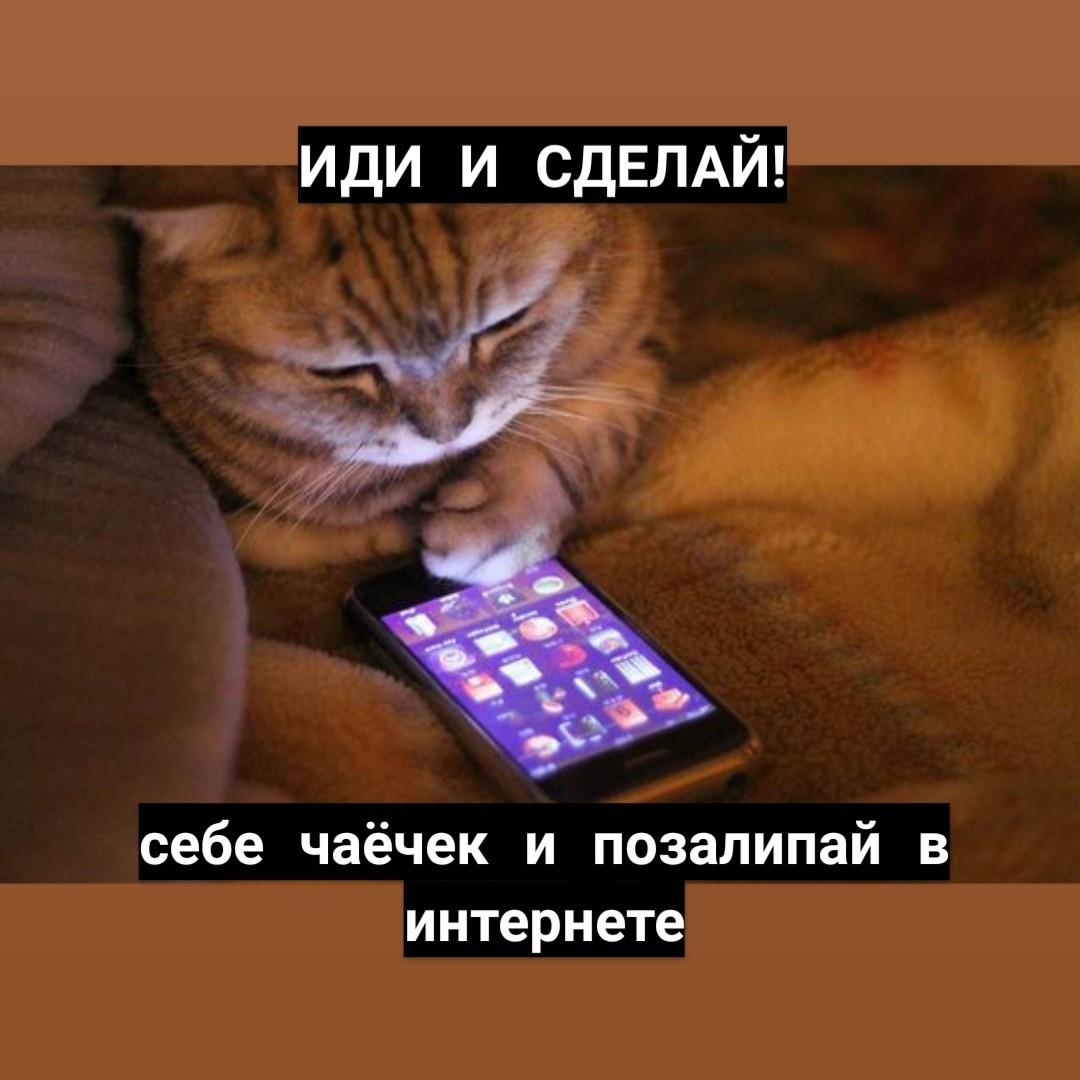 The right motivation from cats - cat, Motivation, Picture with text, Longpost