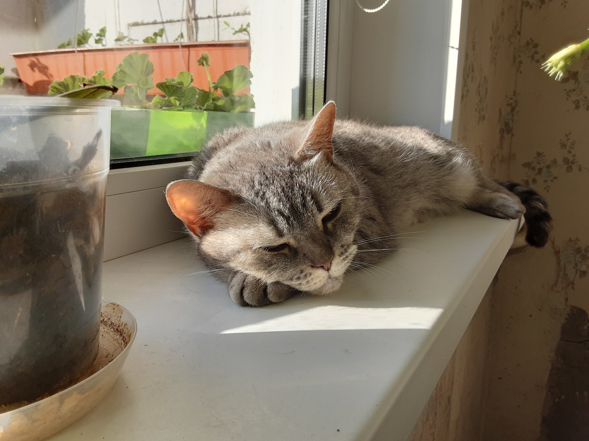 My cat. Scottish fold. - My, Scottish lop-eared, cat, Longpost