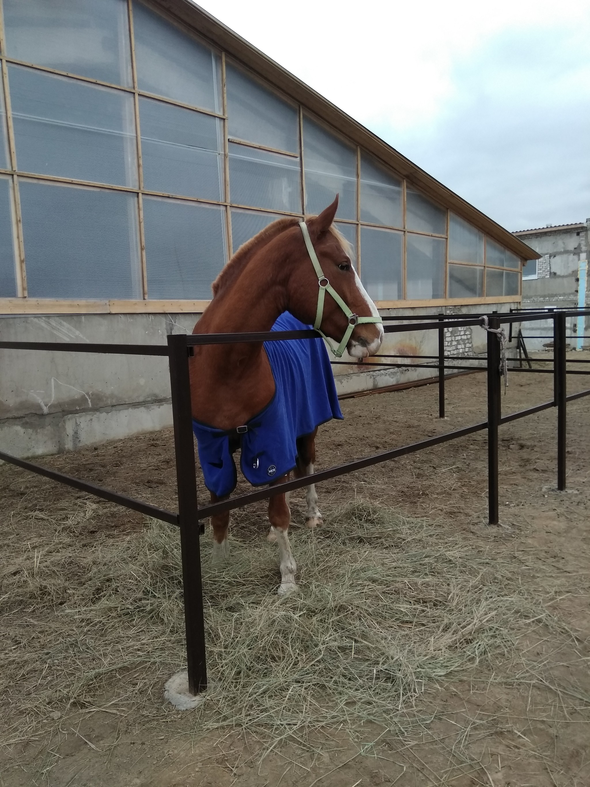 How I Almost Killed Poof - My, Horse Stories, Horses, Relocation, Longpost